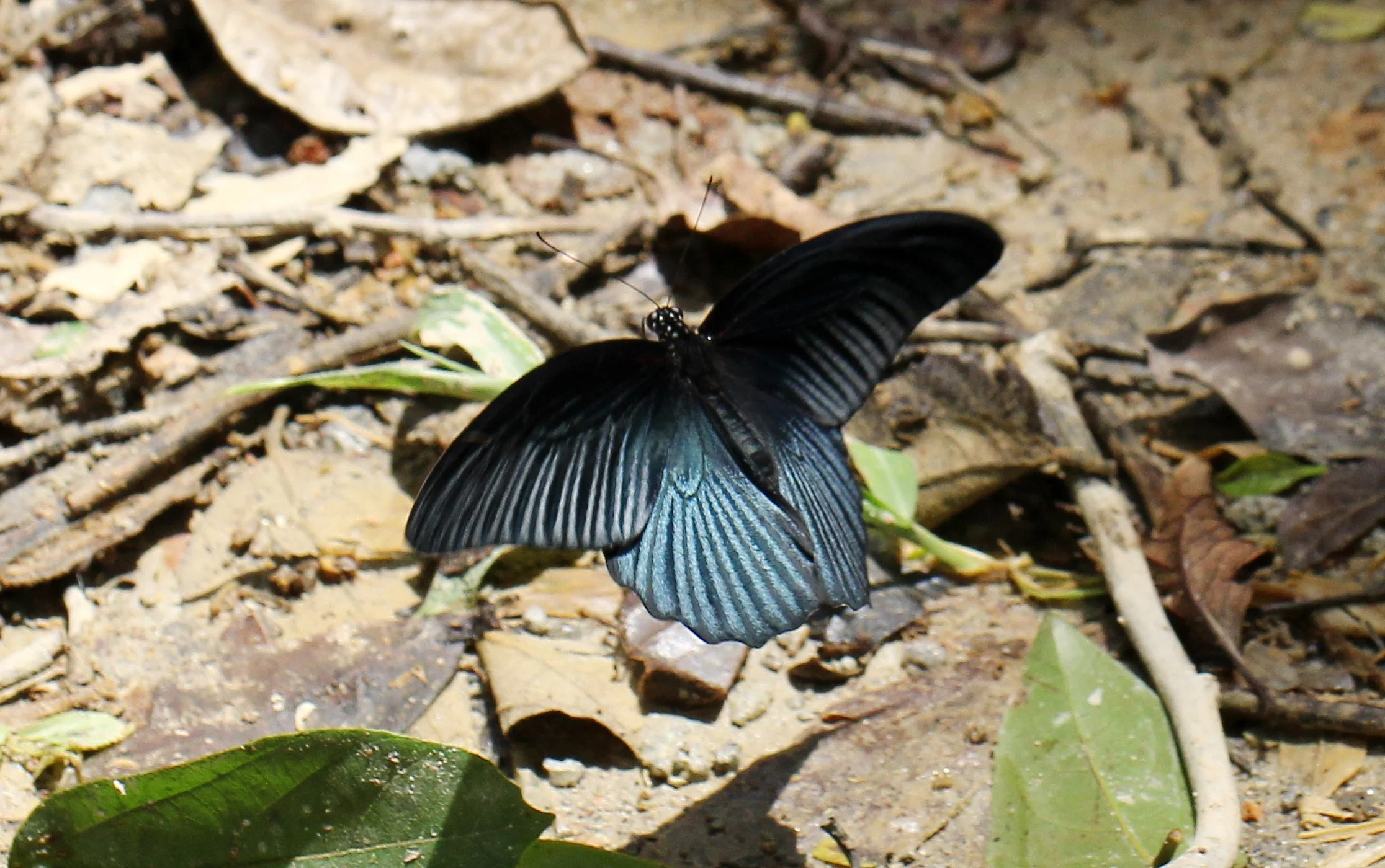 Papilionidae - Papilio memnon - Kaeng Krachan