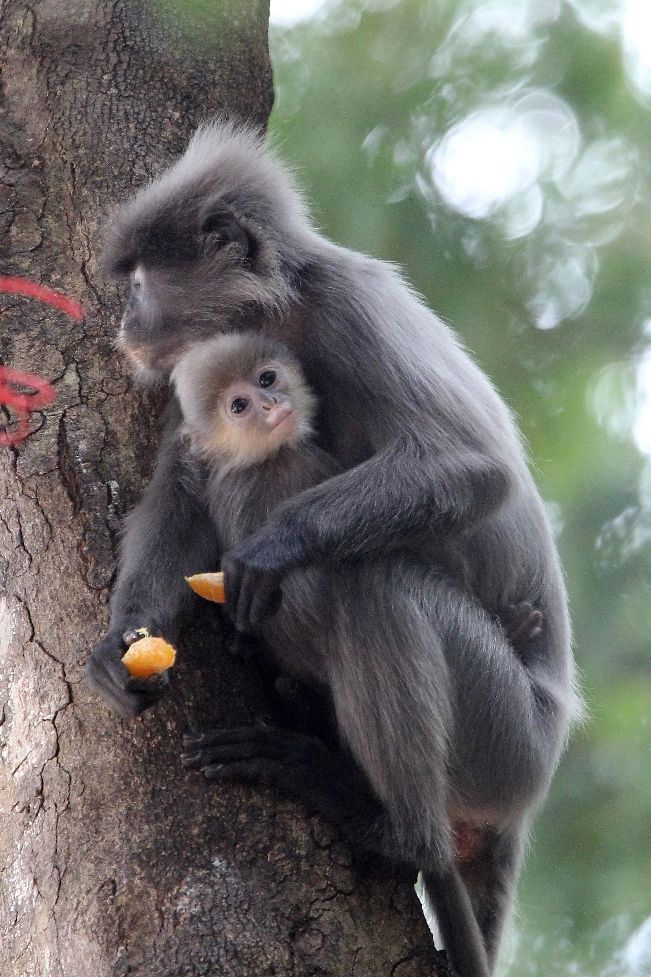 CERCOPITHECIDAE - Trachypithecus crepusculus - INDOCHINESE GRAY LANGUR - WAT PHA PU LOEI PROVINCE THAILAND (33).JPG