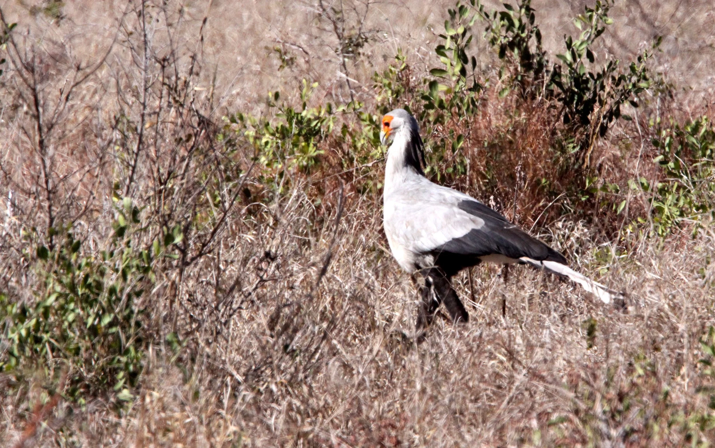 BIRD - SECRETARY BIRD - KRUGER NATIONAL PARK SOUTH AFRICA (4).JPG