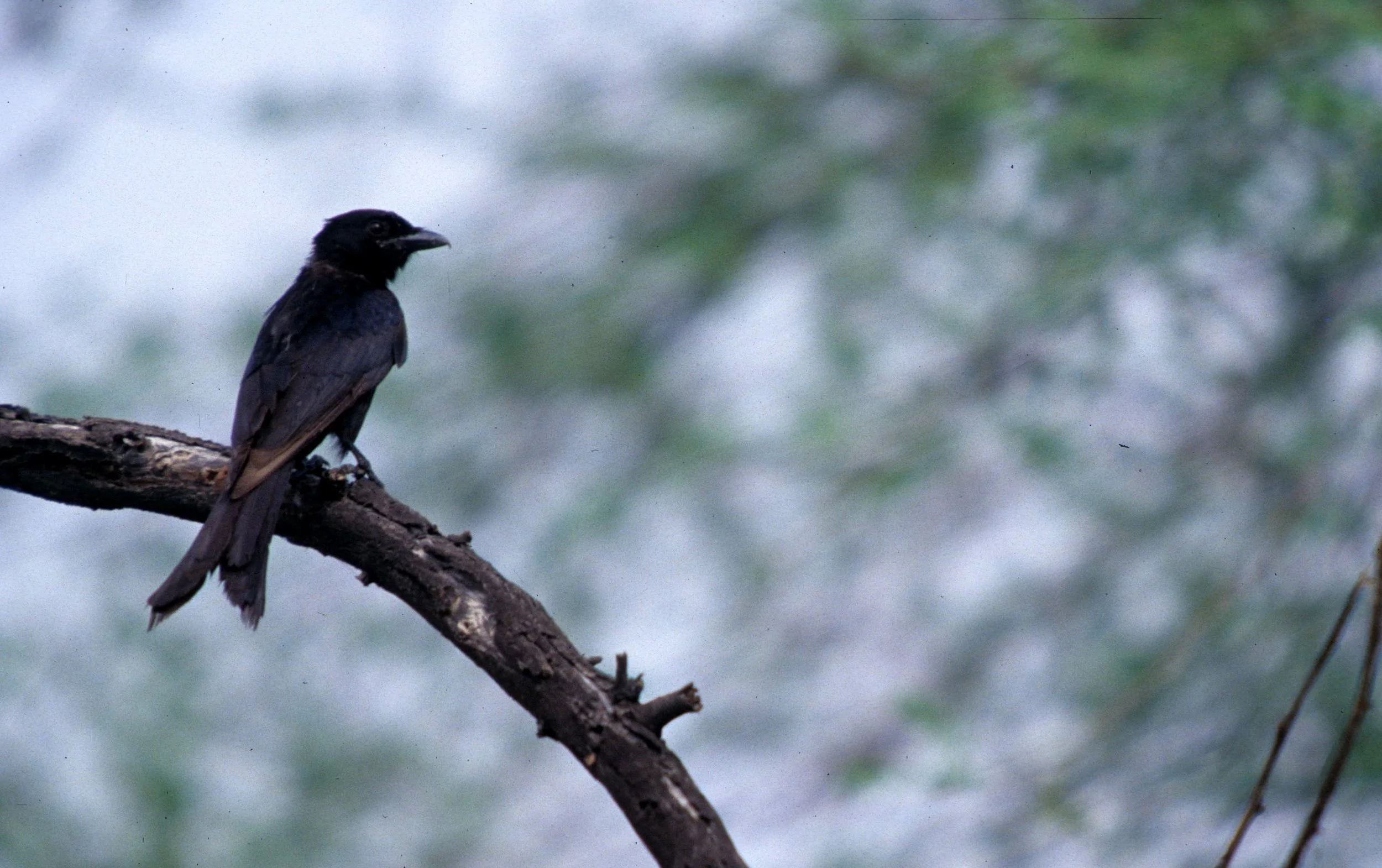 BIRD - DRONGO - FORK-TAILED DRONGO - KALEODEO INDIA A.jpg