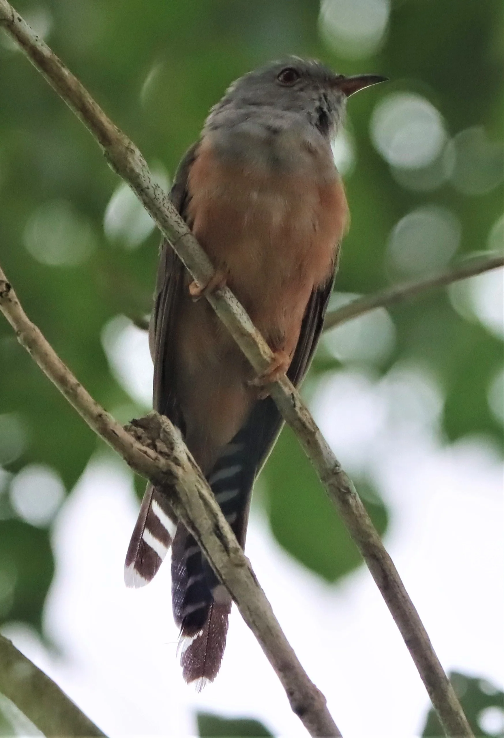 Plaintive Cuckoo (Cacomantis merulinus) Ao Phang Nga Thailand (1).JPG