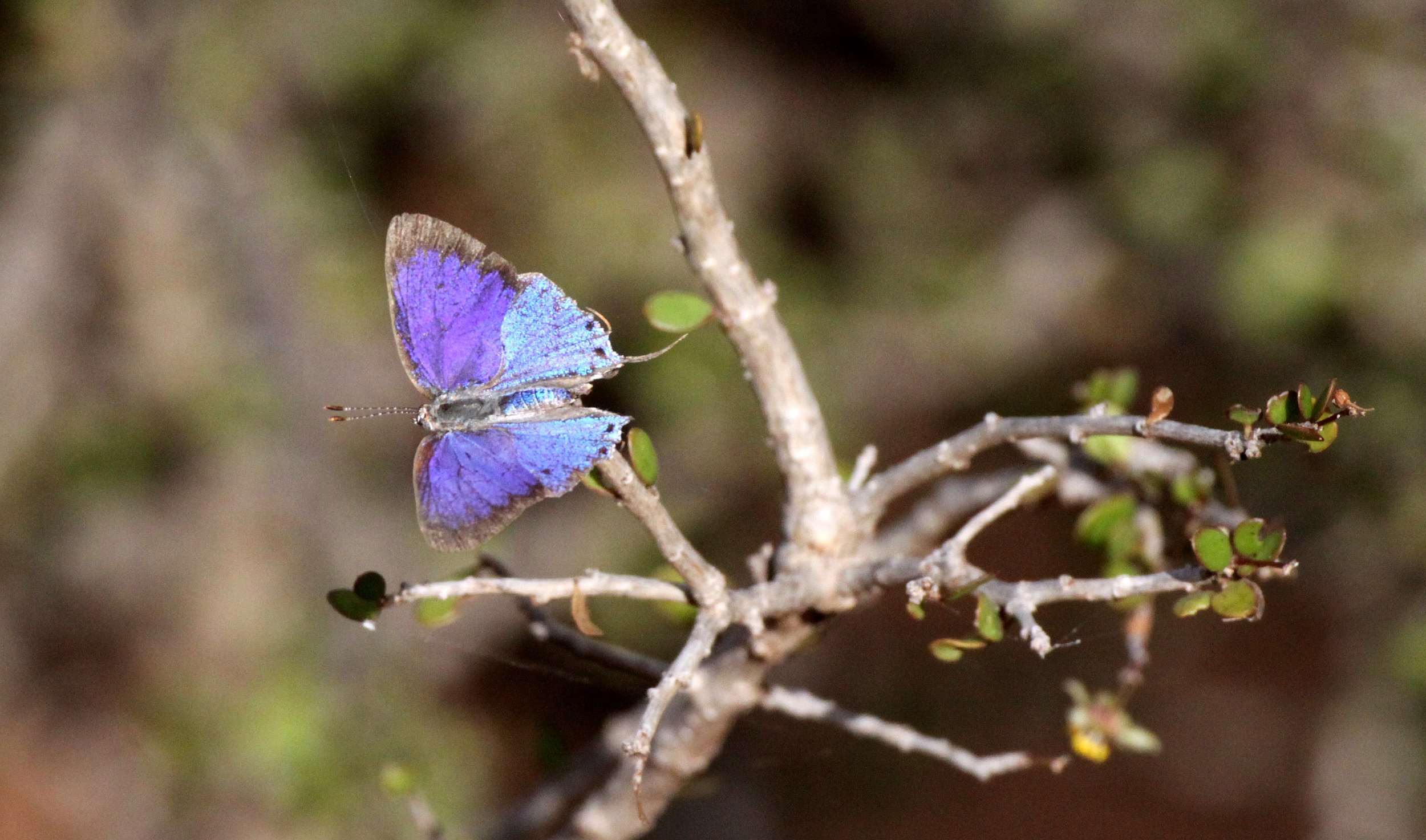 Family Lycaenidae - Gossamer-winged Butterflies — Coke Smith Wildlife
