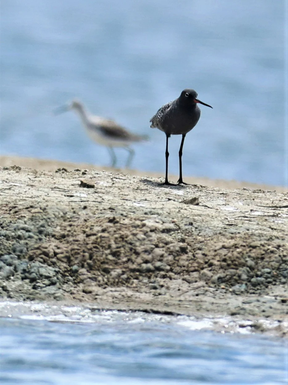 REDSHANK - SPOTTED REDSHANK - Tringa erythropus - CHACHOENGSAO SALT PONDS SALT CAFE MAY 7 2022 (28).jpg