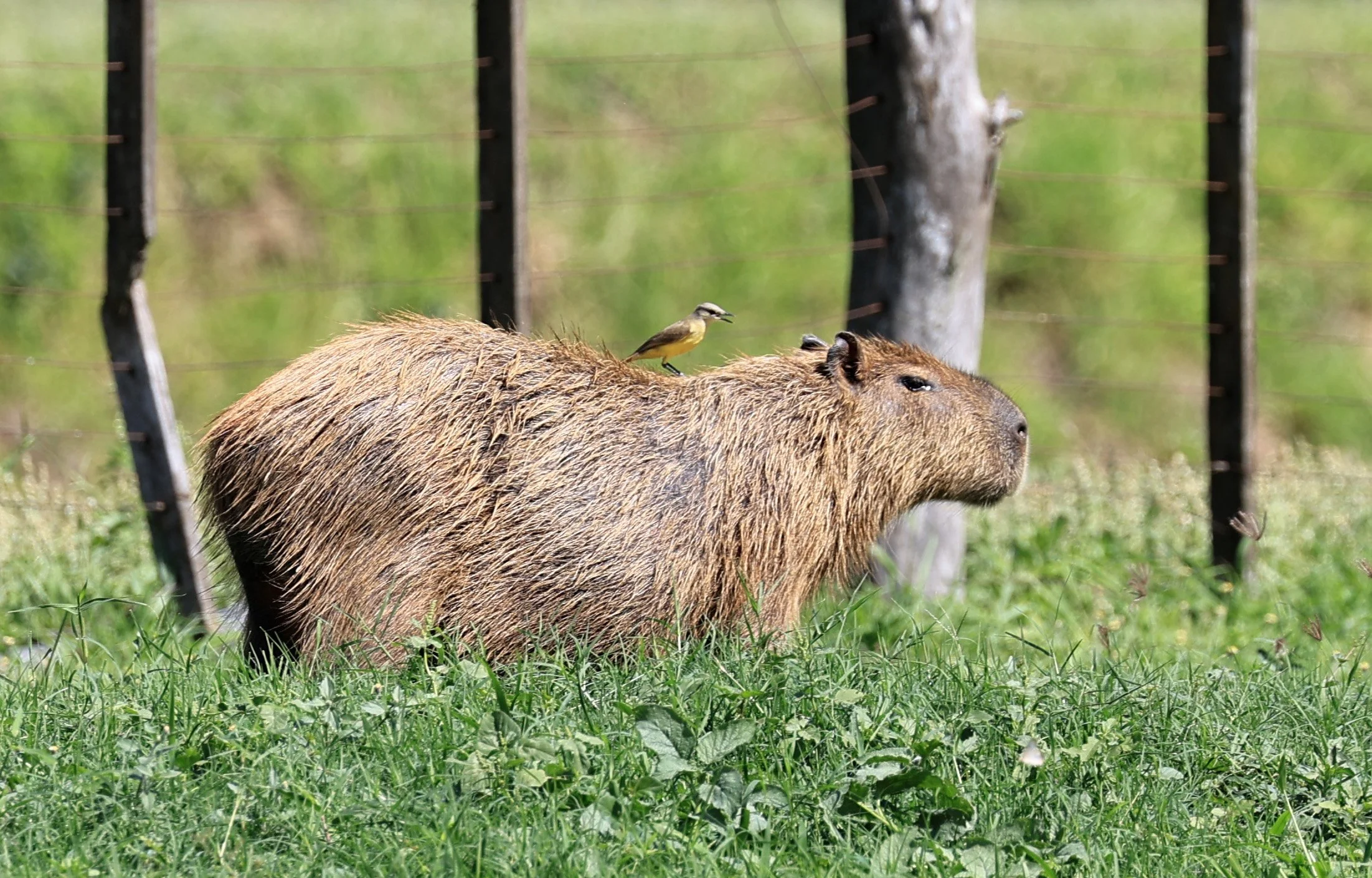 Capybara (Hydrochoerus hydrochaeris) Loma Plata Paraguay - Brunnen Strasse (3).jpg