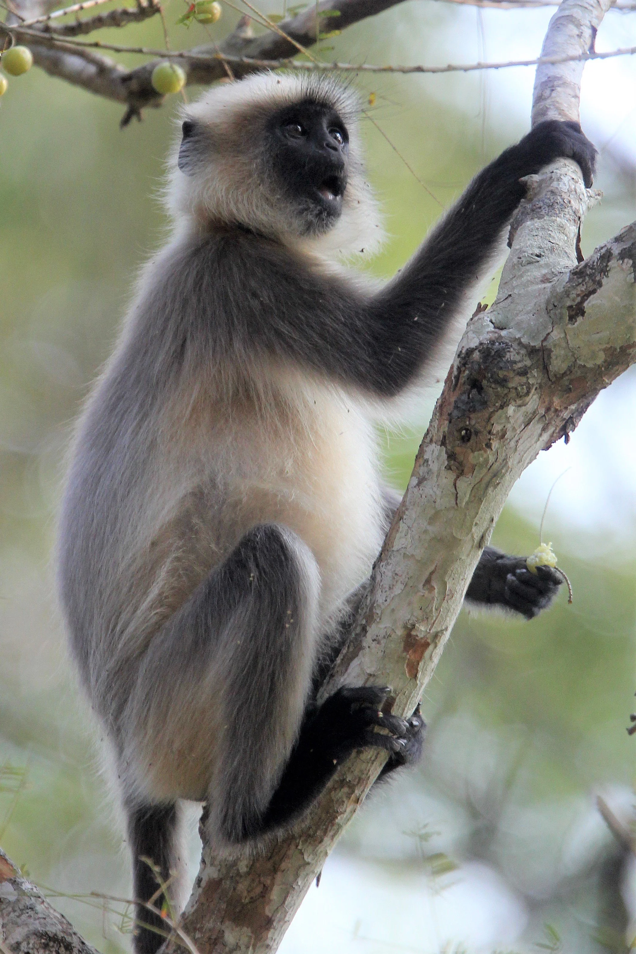 CERCOPITHECIDAE - Semnopithecus hypoleucos iulus - MALABAR SACRED (BLACK-FOOTED) LANGUR - THOLPETTY RESERVE WAYANAD KERALA INDIA aa.jpg