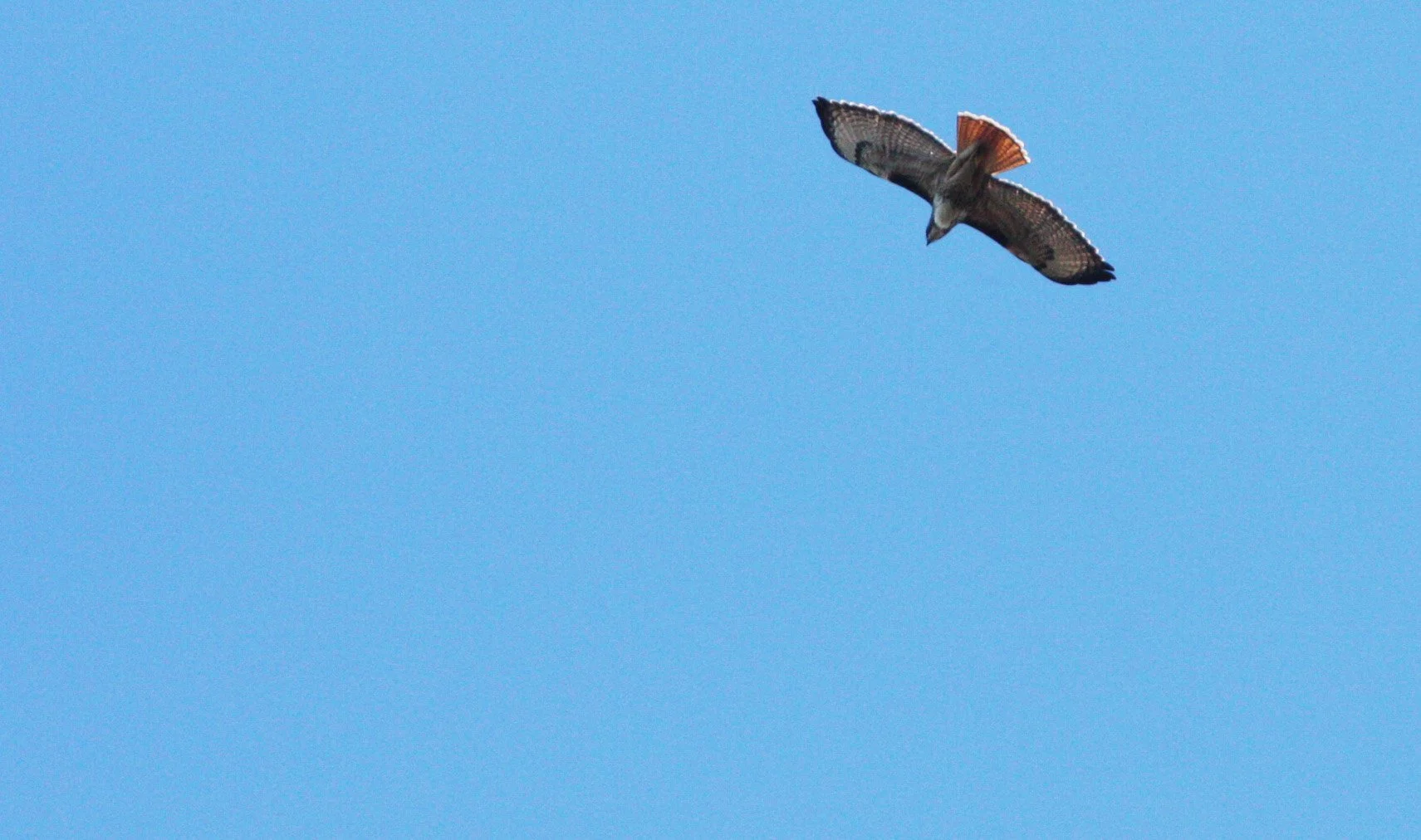 Buteo jamaicensis - RED-TAILED HAWK - LAKE FARM TRAILS (7).JPG