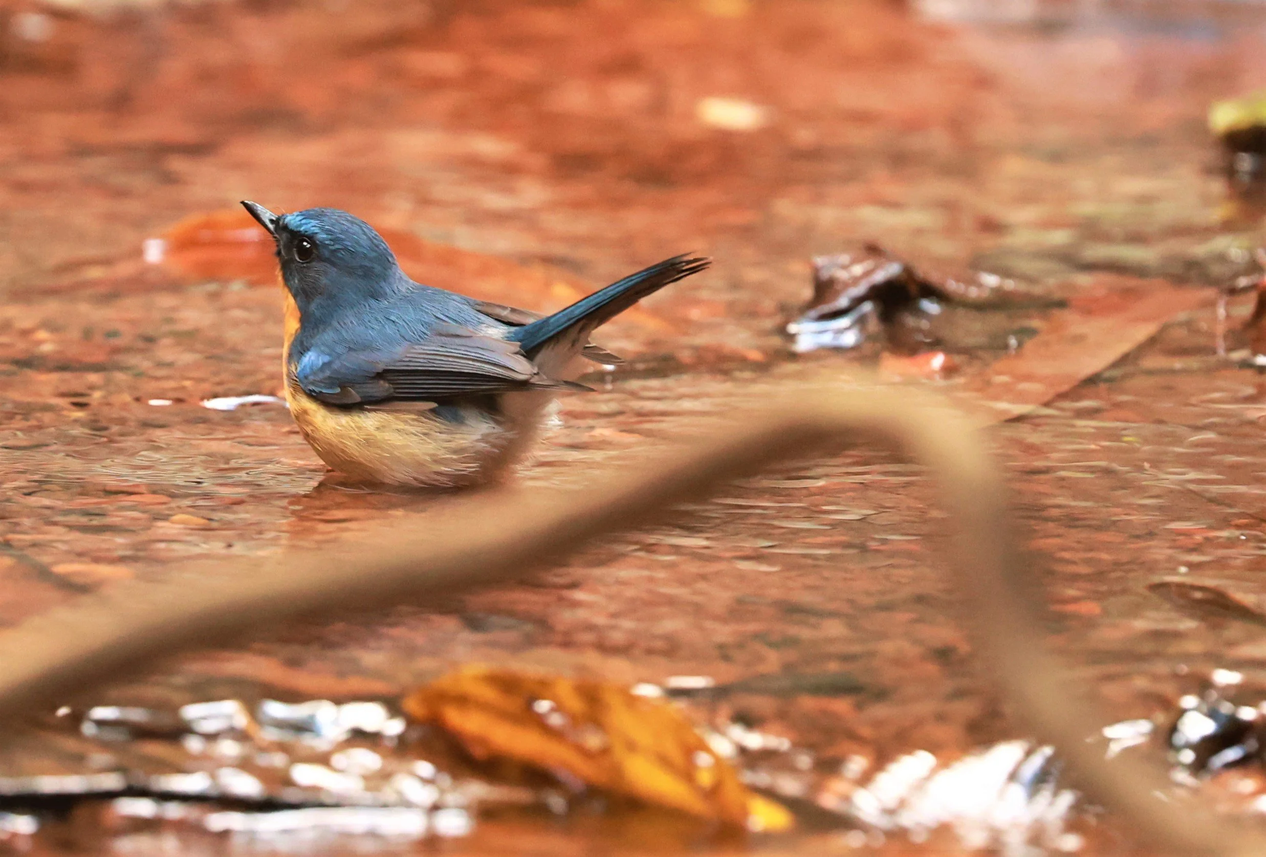 FLYCATCHER - CHINESE BLUE FLYCATCHER - Cyornis glaucicomans - PHU SUAN SAI NATIONAL PARK LOEI PROVINCE (3).jpg
