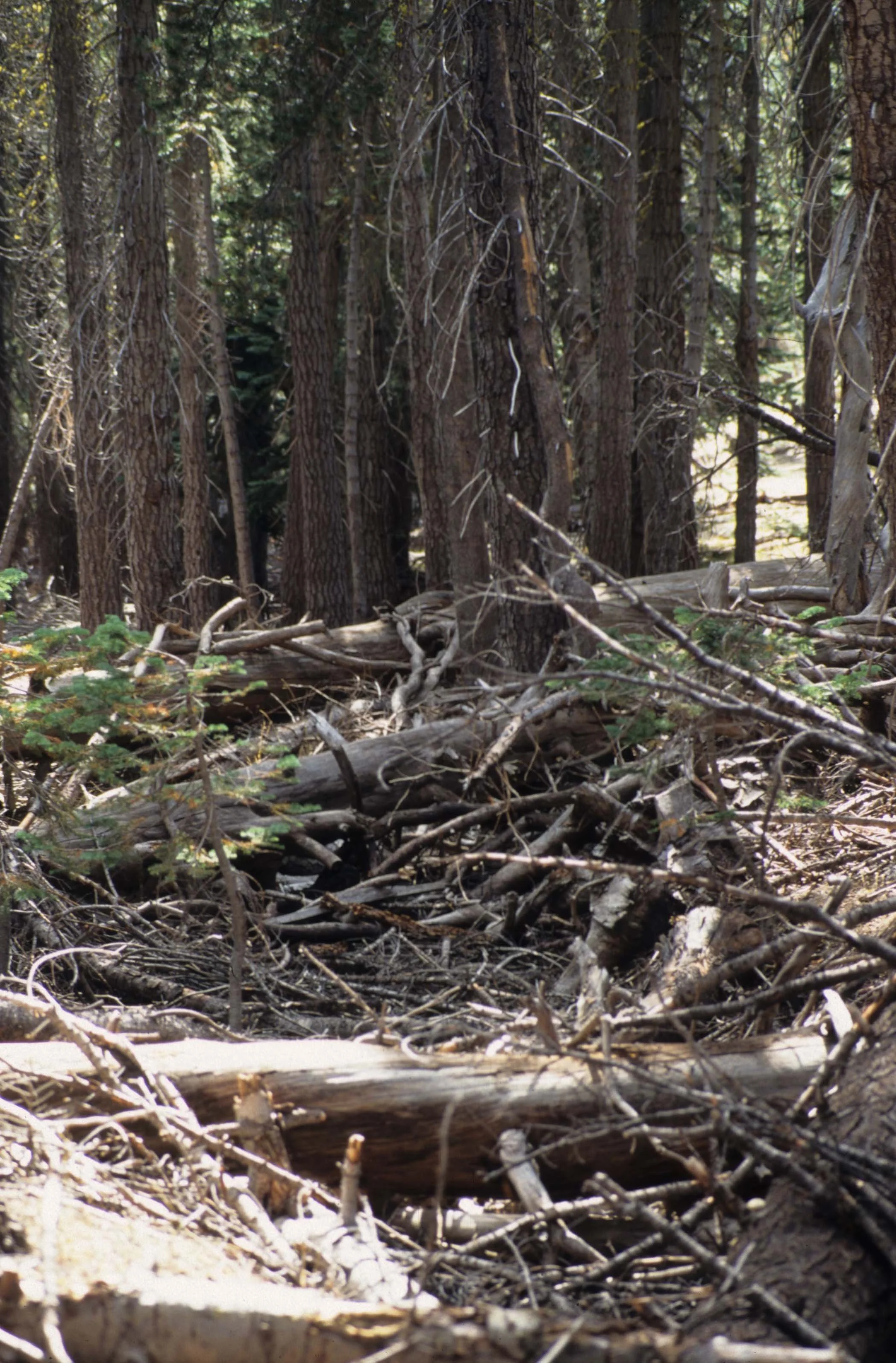 CALIFORNIA - SIERRA - CONIFEROUS FOREST.jpg