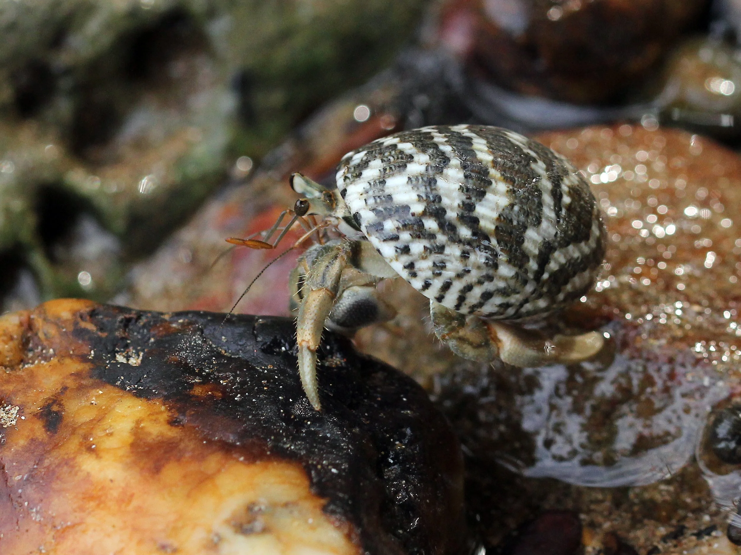 2016 Koh Lanta TheOtherSideVillas - Nature at our Home (68).JPG