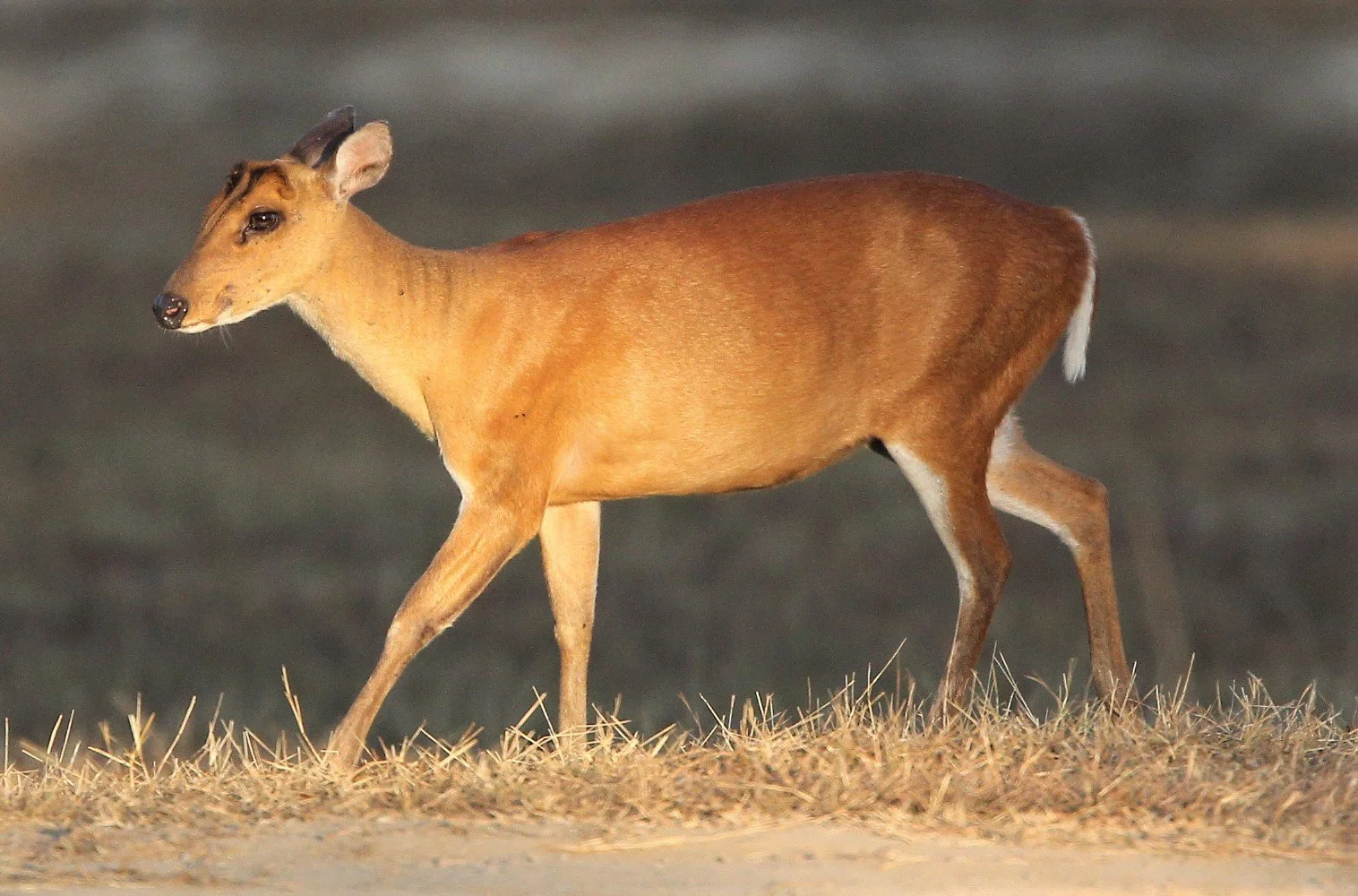 Female Muntiacus vaginalis. They have a reddish-brown coat and are much smaller and thicker than the Sambar deer. Males have small, unbranched antlers and long, tusk-like upper canine teeth used for defending territory. You can see a bulge in the max