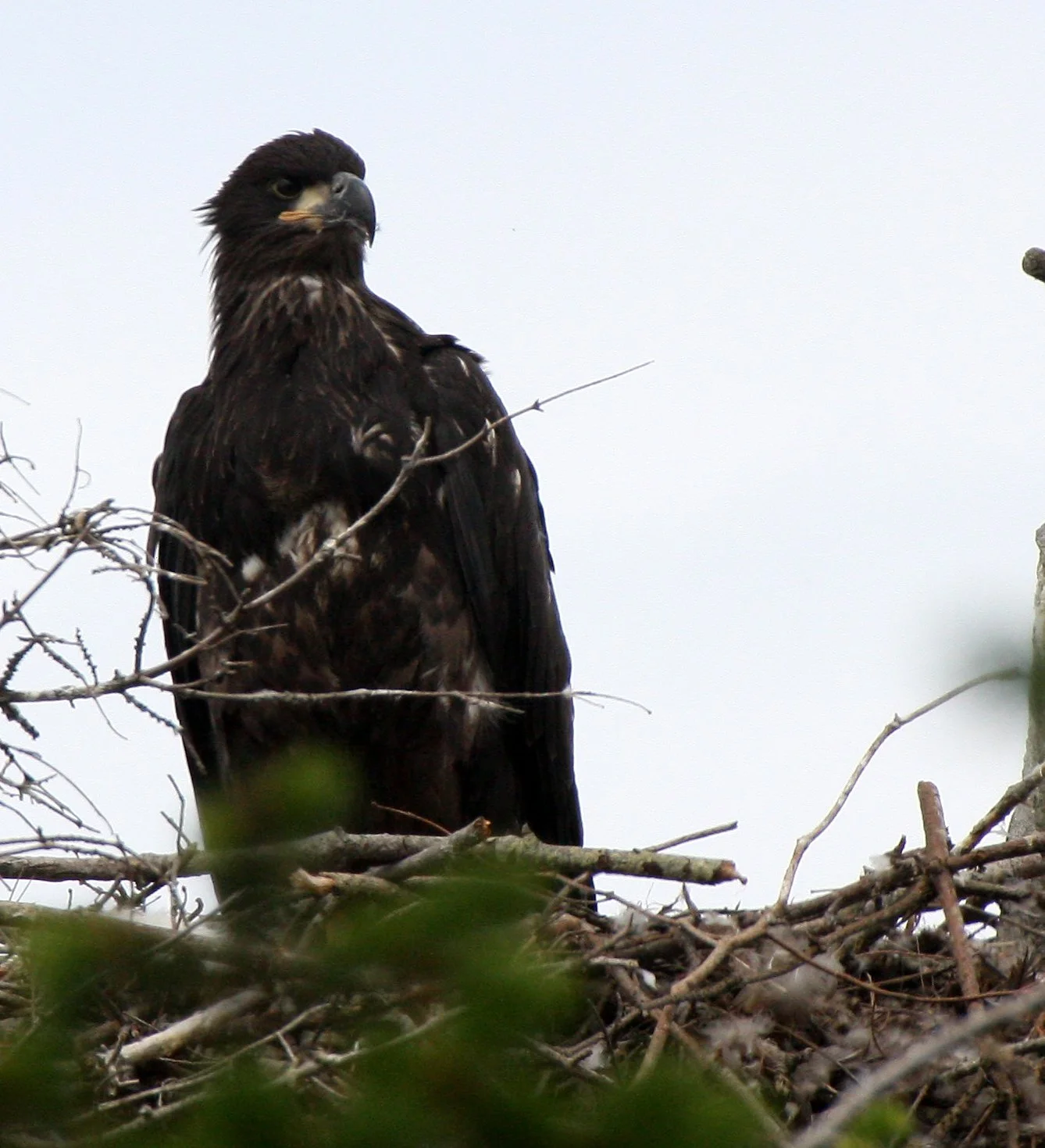 Haliaeetus leucocephalus - AMERICAN BALD EAGLE - CHICKS - CLINE SPIT OVERLOOK - SEQUIM DUNGENESS BLUFFS (19).JPG