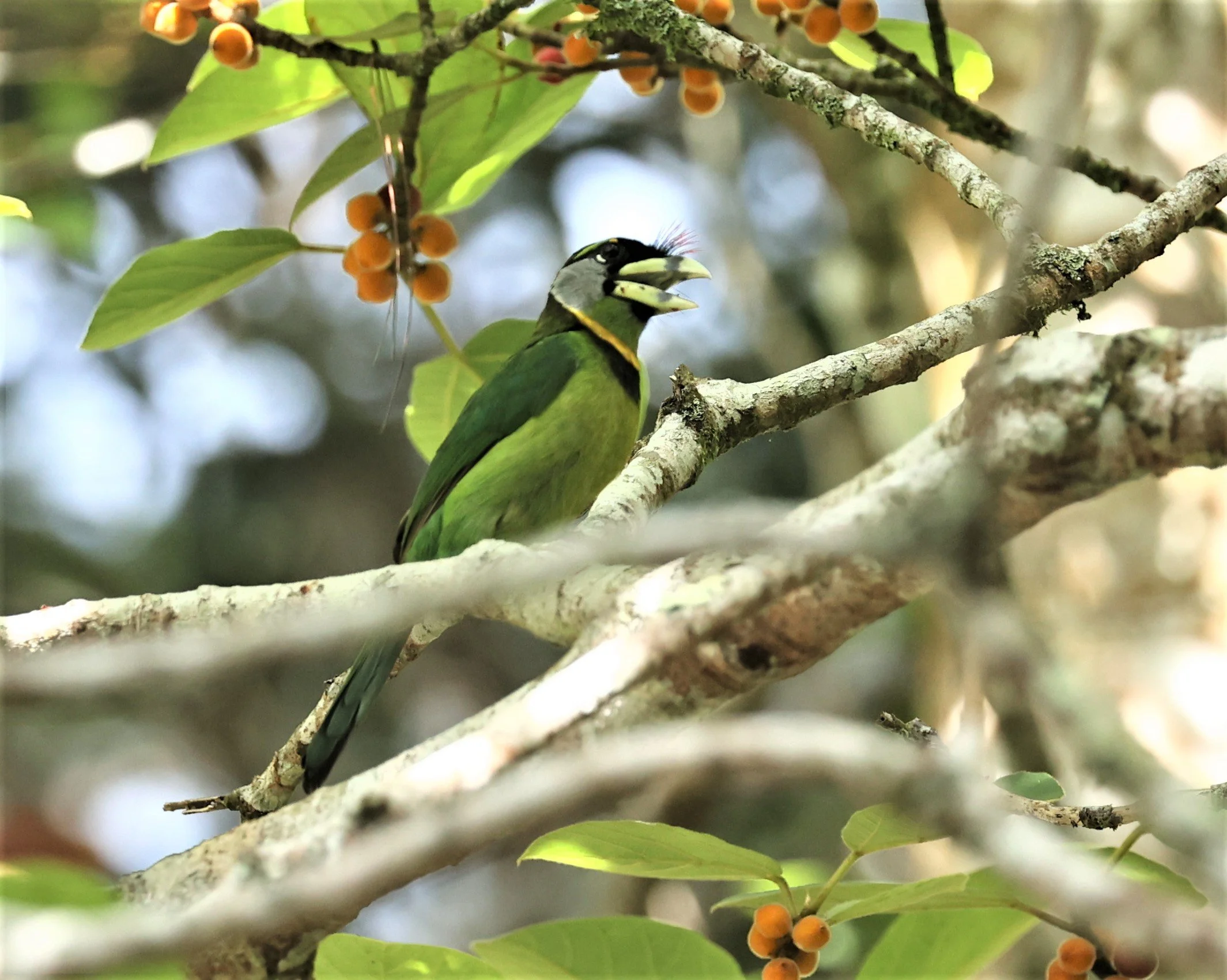 Psilopogon pyrolophus - FIRE-TUFTED BARBET - FRASER'S HILL, MALAYSIA JUNE 2022 (42).jpg