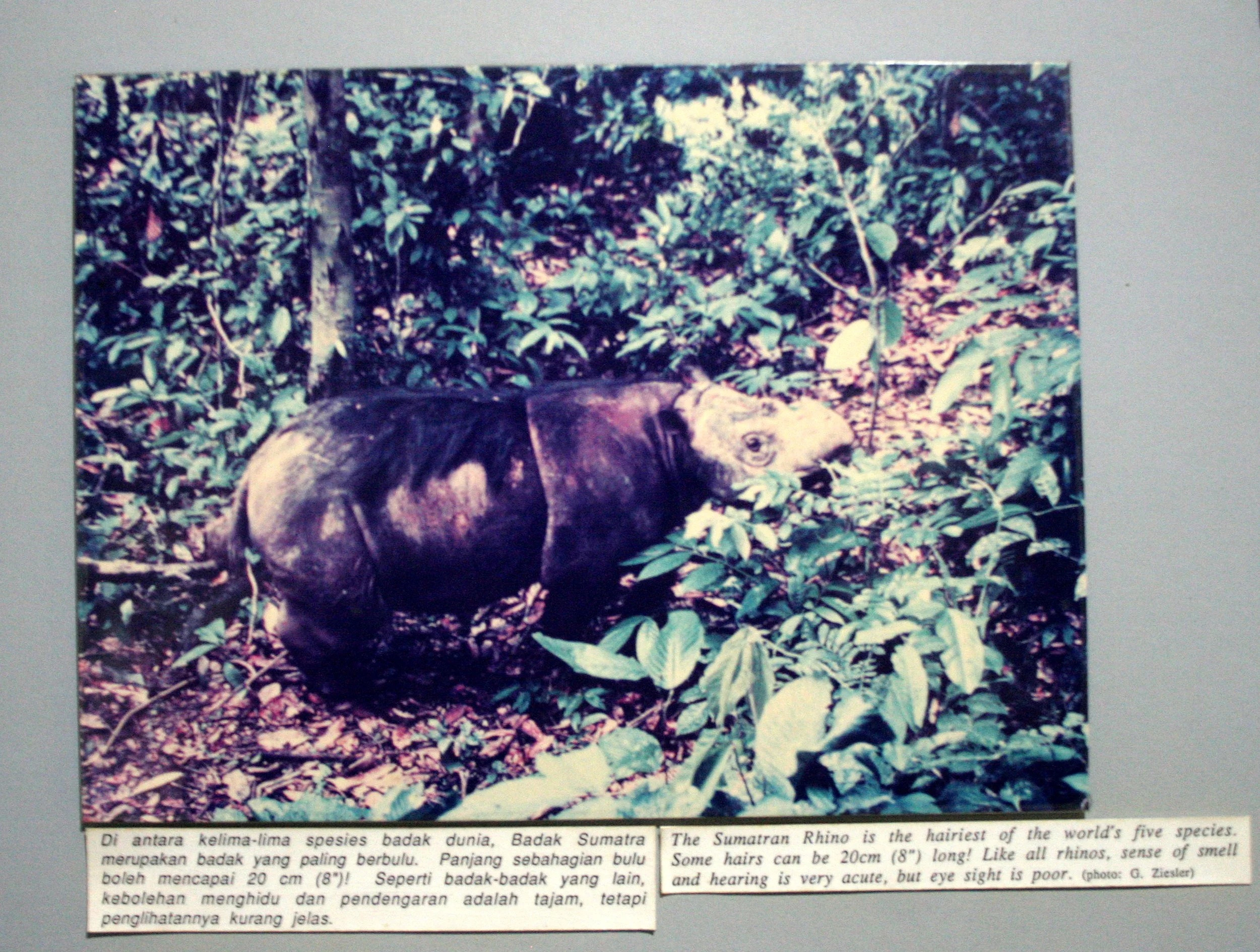 DANUM VALLEY BORNEO - RHINO SOS (4).JPG