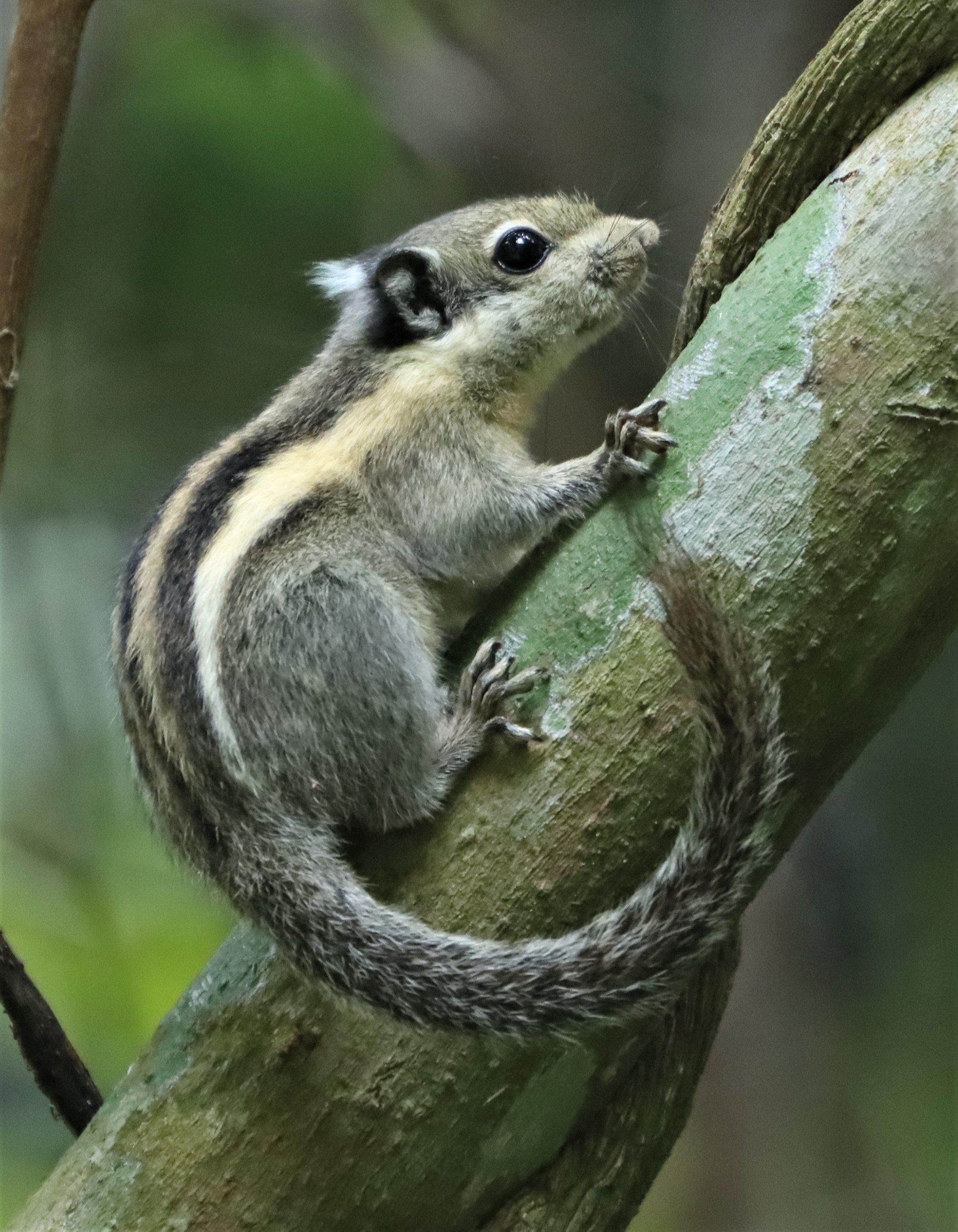 Tamiops mcclellandii - WESTERN STRIPED SQUIRREL - DOI INTHANON JULY 2 2021 (1).jpg