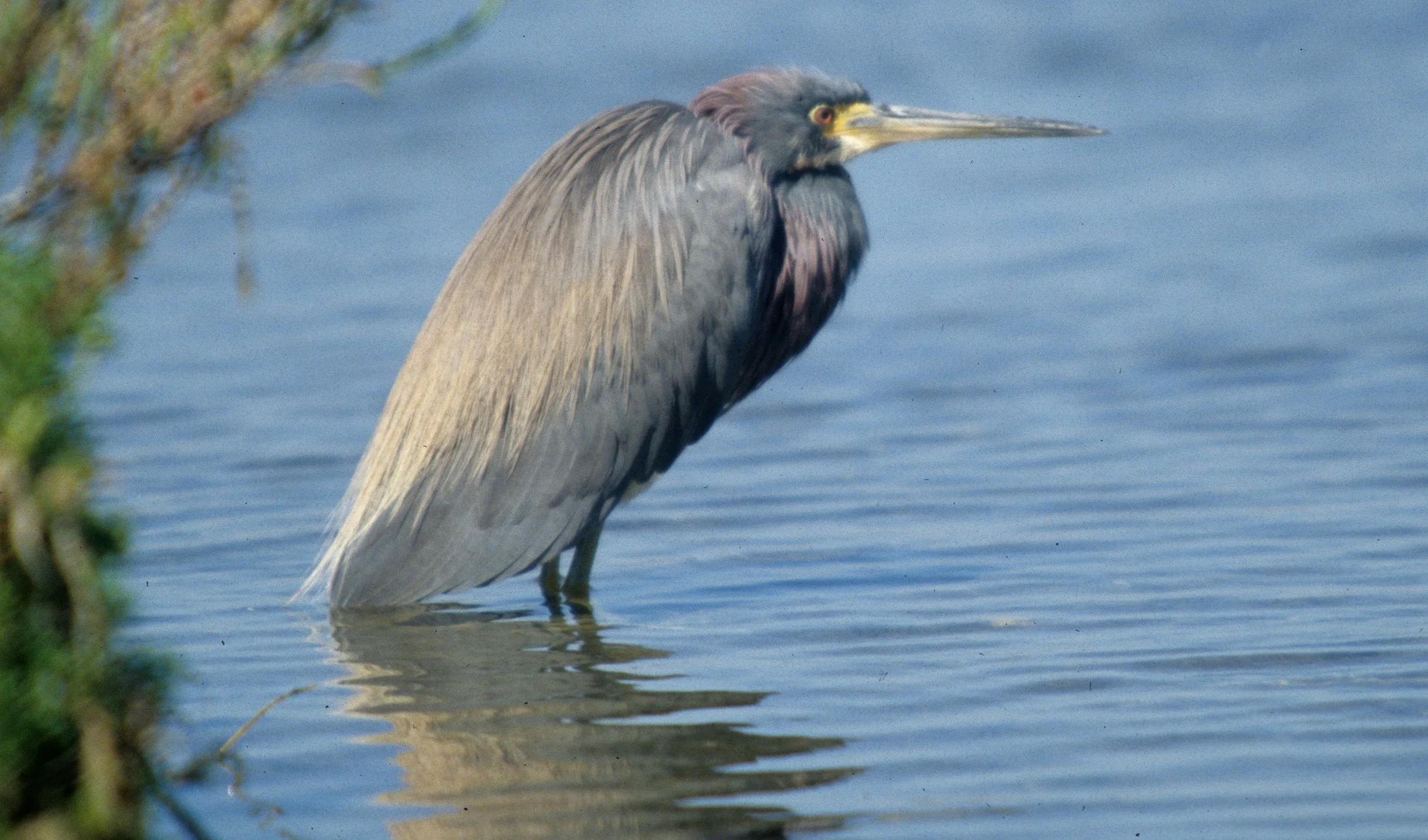 HERON - LITTLE BLUE HERON - Egretta caerulea - SAN DIEGO WETLANDS AREA - NEAR TIJUANA RIVER MOUTH (21).jpg