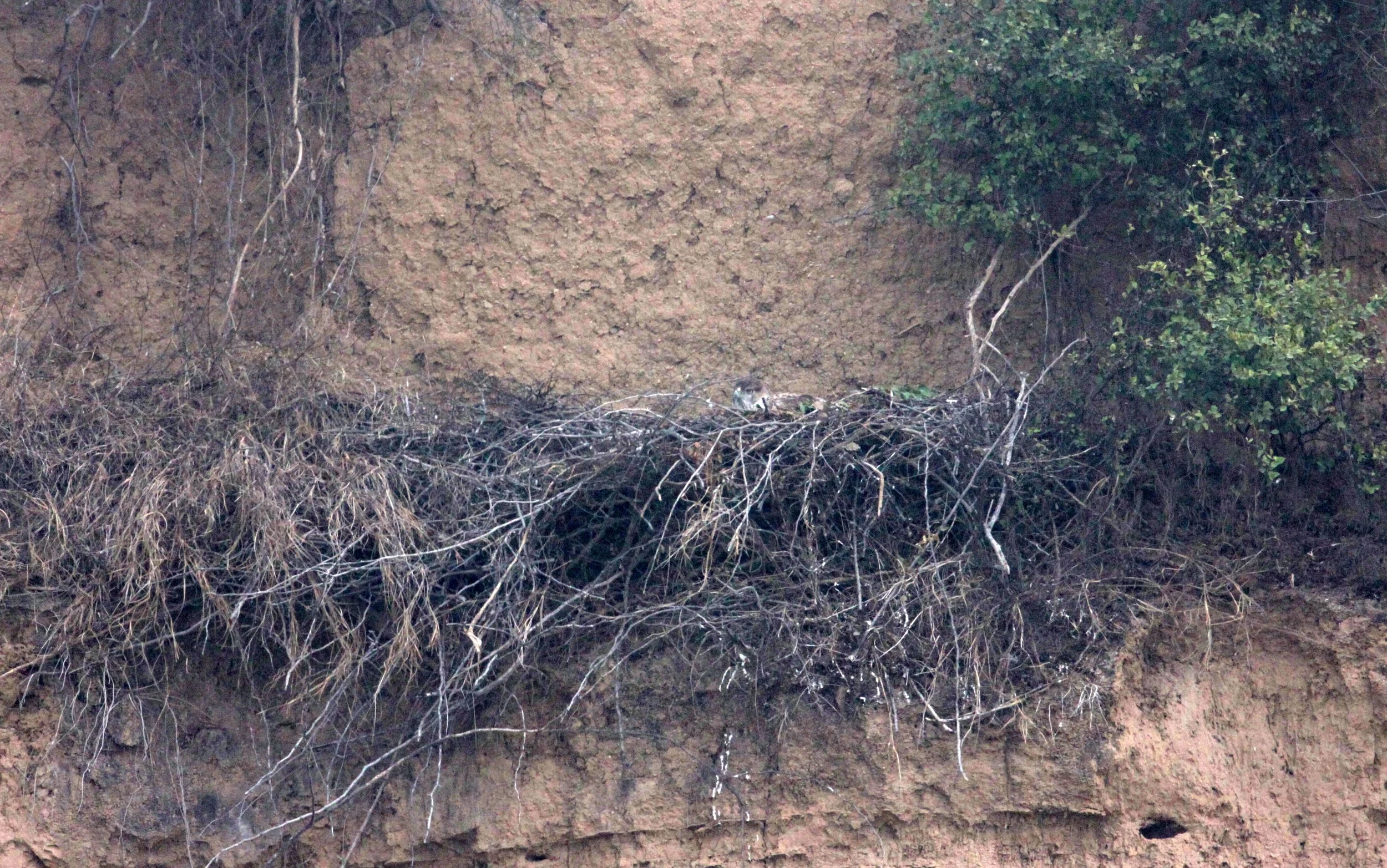 Aquila fasciata - BONELLI'S EAGLE - CIRCAETUS GALLICUS - CHAMBAL SANCTUARY INDIA (3).JPG
