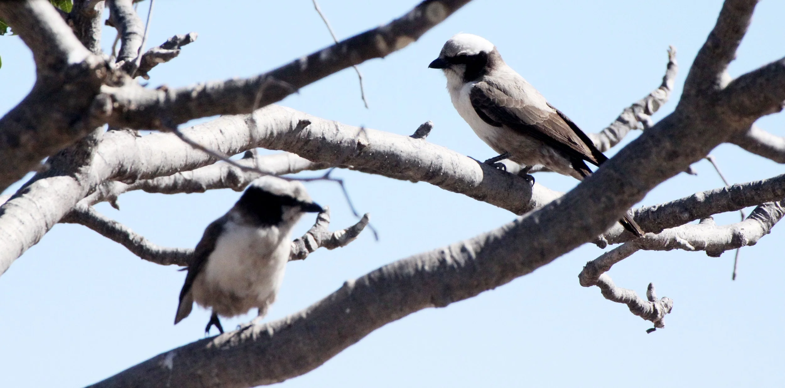 Lesser Grey Shrike (Lanius minor) Etosha NP Namibia (3).JPG