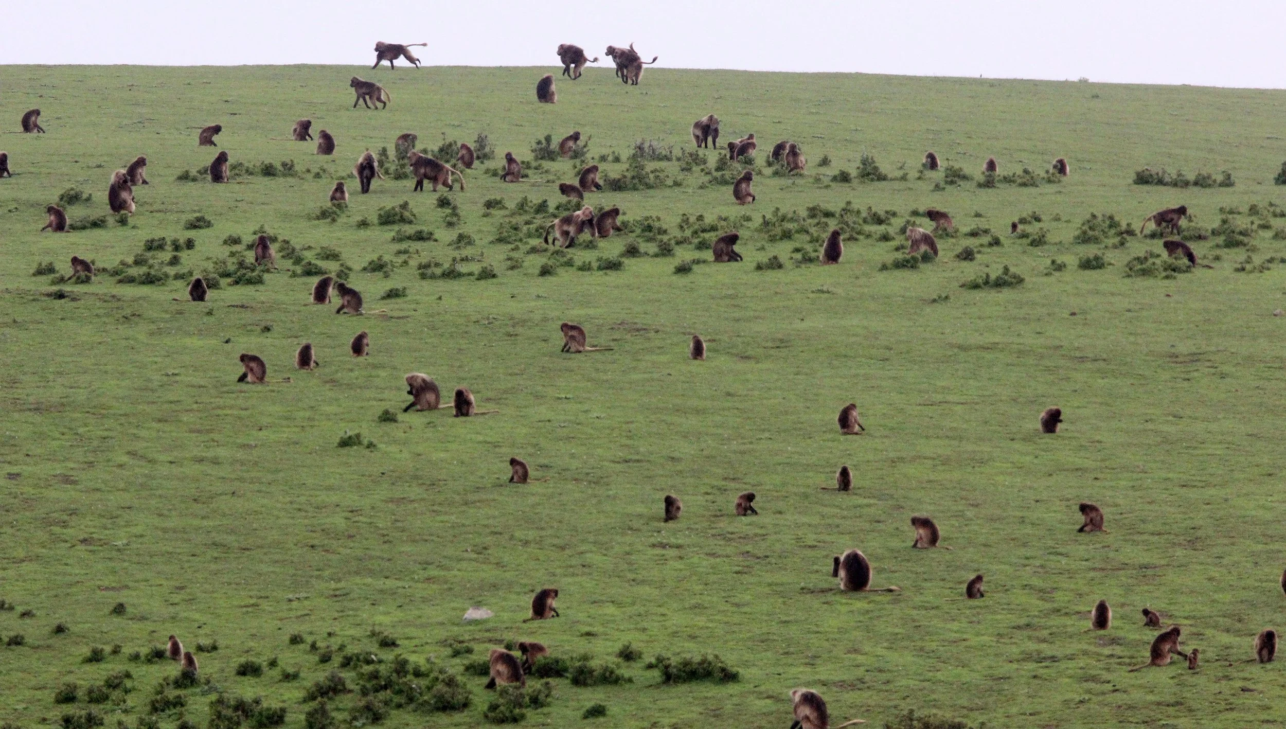 CERCOPITHECIDAE - Theropithecus gelada - GELADA - SIMIEN MOUNTAINS NATIONAL PARK ETHIOPIA (1673).JPG