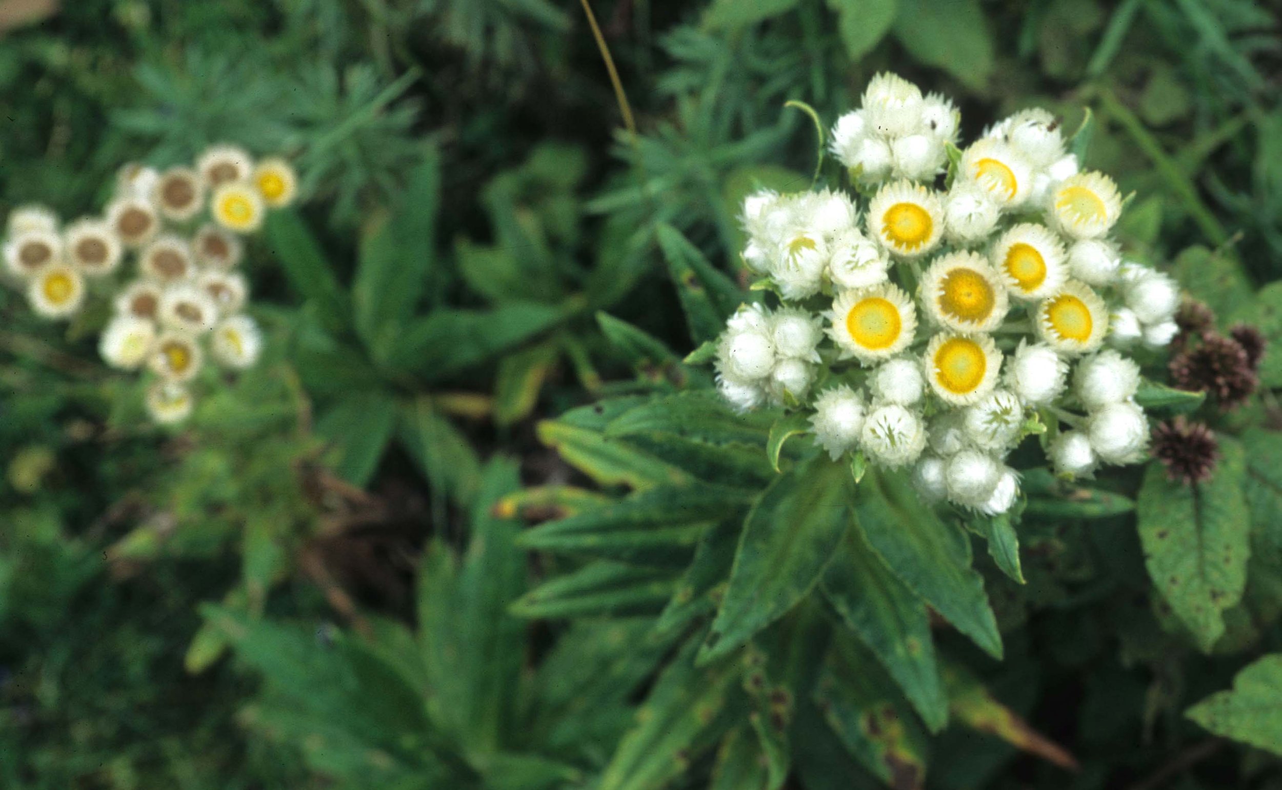 RWANDA - PLANTS - PEARLY EVERLASTING.jpg