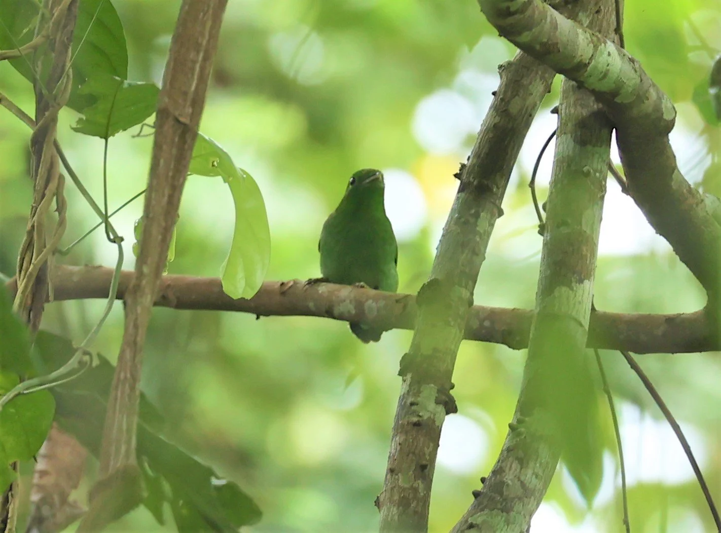 BROADBILL - GREEN BROADBILL - Calyptomena viridis - KRUNG CHING, KHAO LUANG NP, JAN 2022 (4).JPG