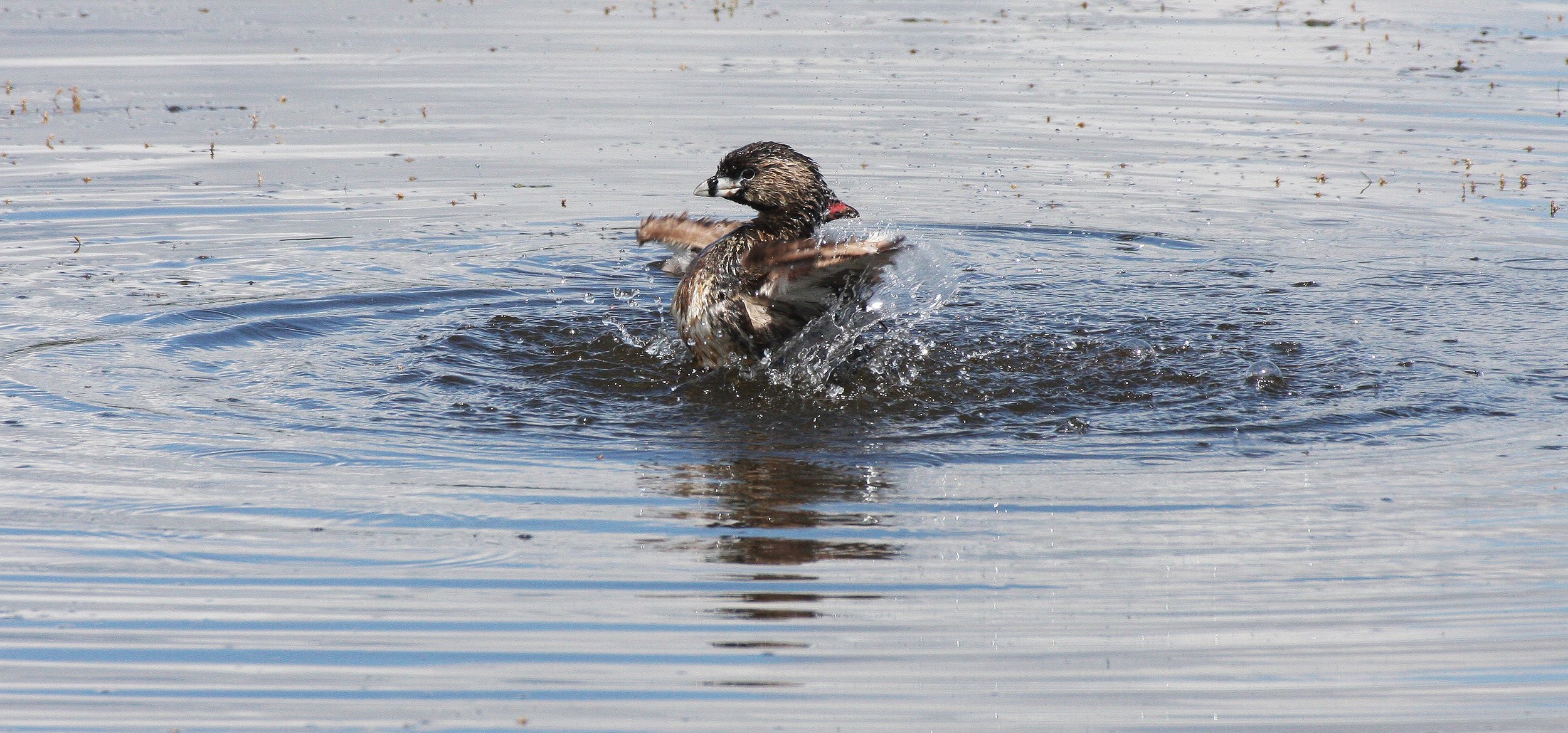 Pied-billed Grebe (Podilymbus podiceps) Ridgefield NWR Washington (68).JPG