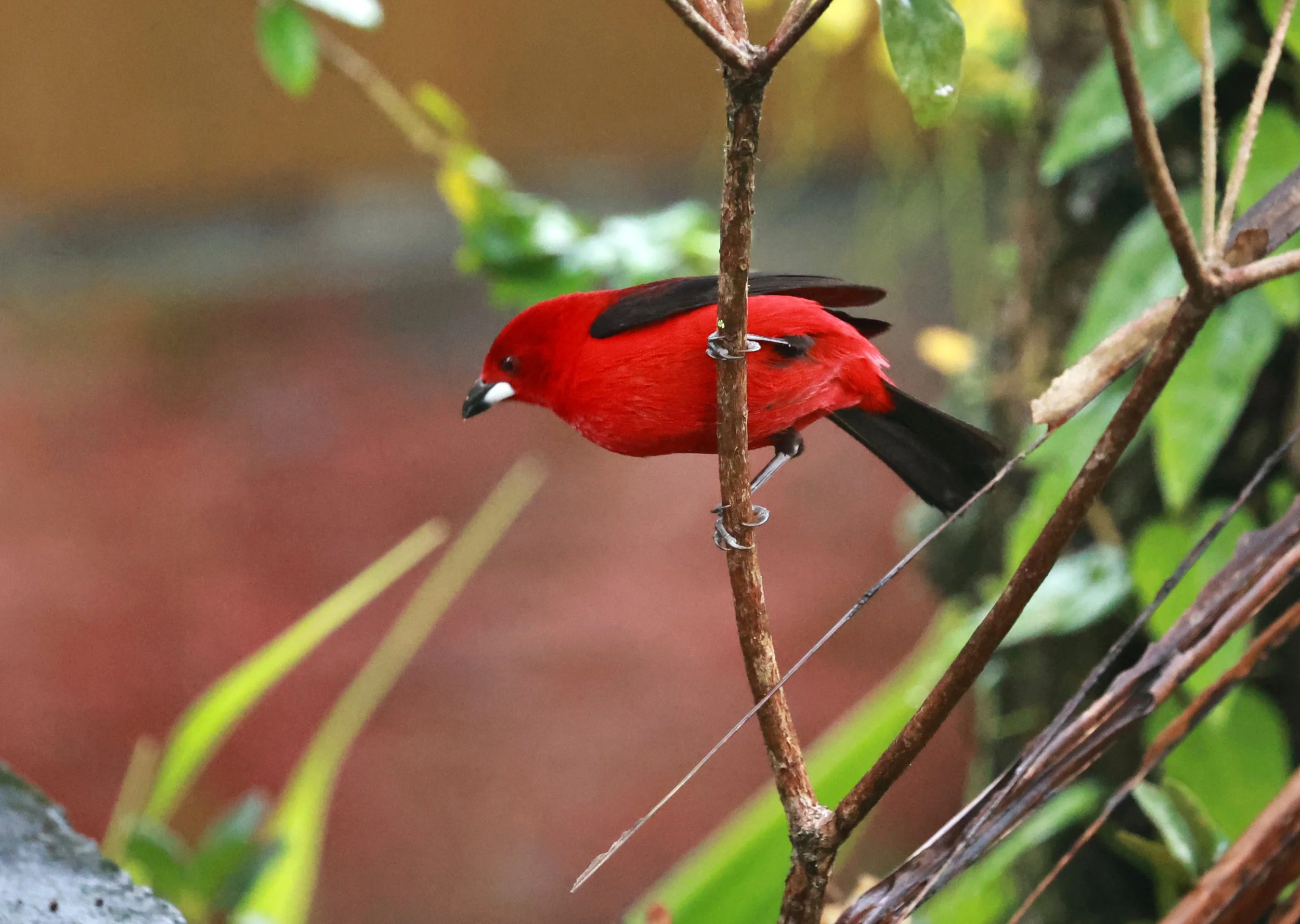 Brazilian Tanager (Ramphocelus bresilia) Superagui National Park, Brazil  (1).jpg
