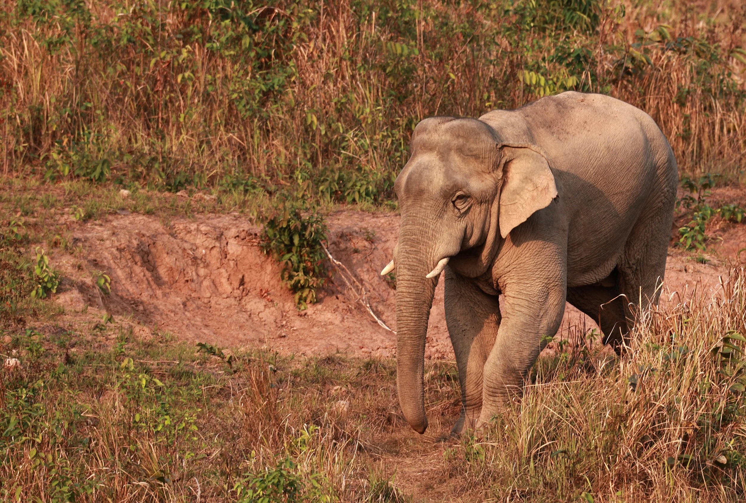 Asian Elephant (Elephas maximus) Khao Yai National Park, Thailand (23).jpg