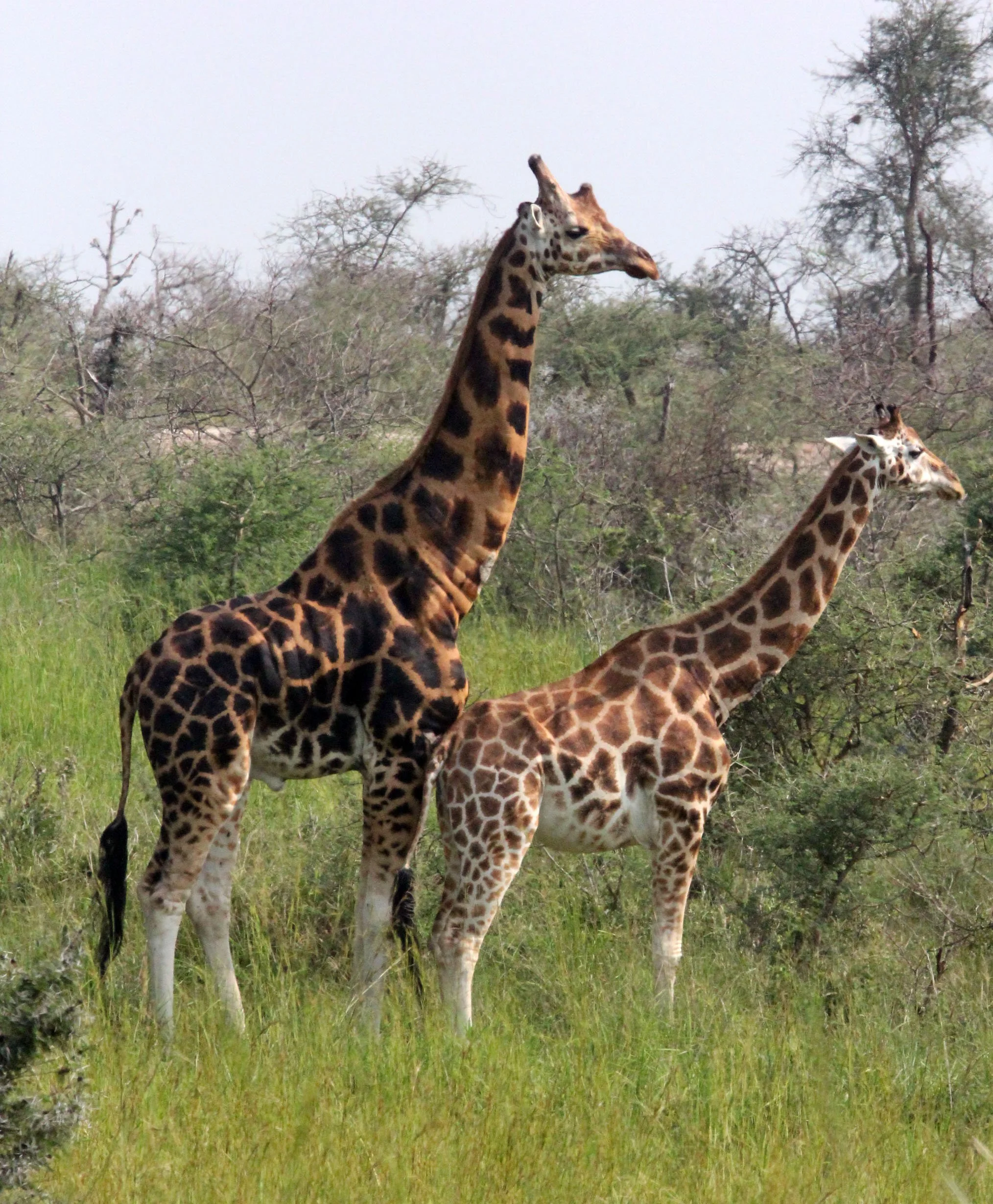 GIRAFFE - ROTHCHILD'S GIRAFFE - MURCHISON FALLS NATIONAL PARK UGANDA (35).JPG