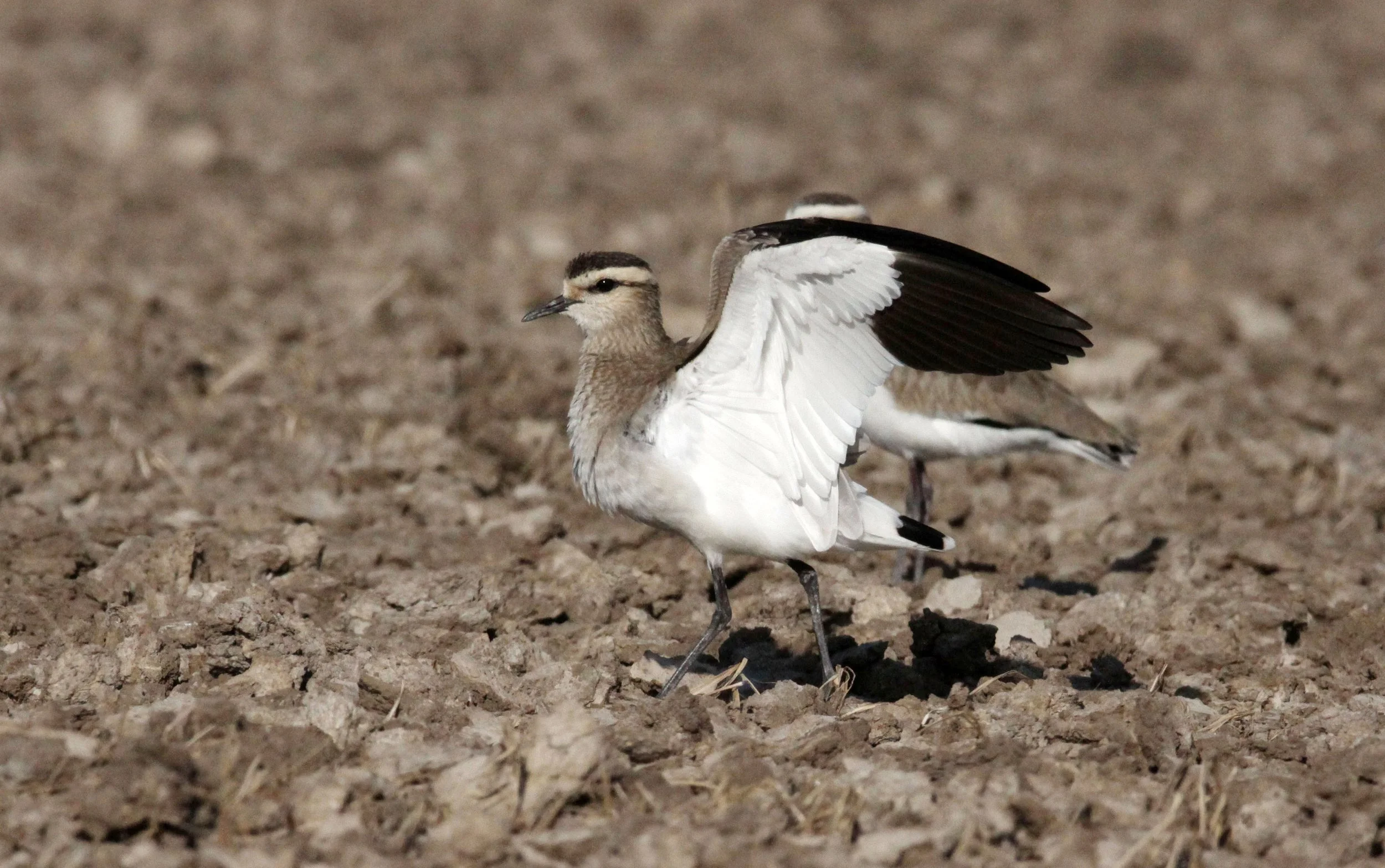 LAPWING - SOCIABLE LAPWING - Vanellus gregarius - LITTLE RANN OF KUTCH GUJARAT INDIA (56).JPG