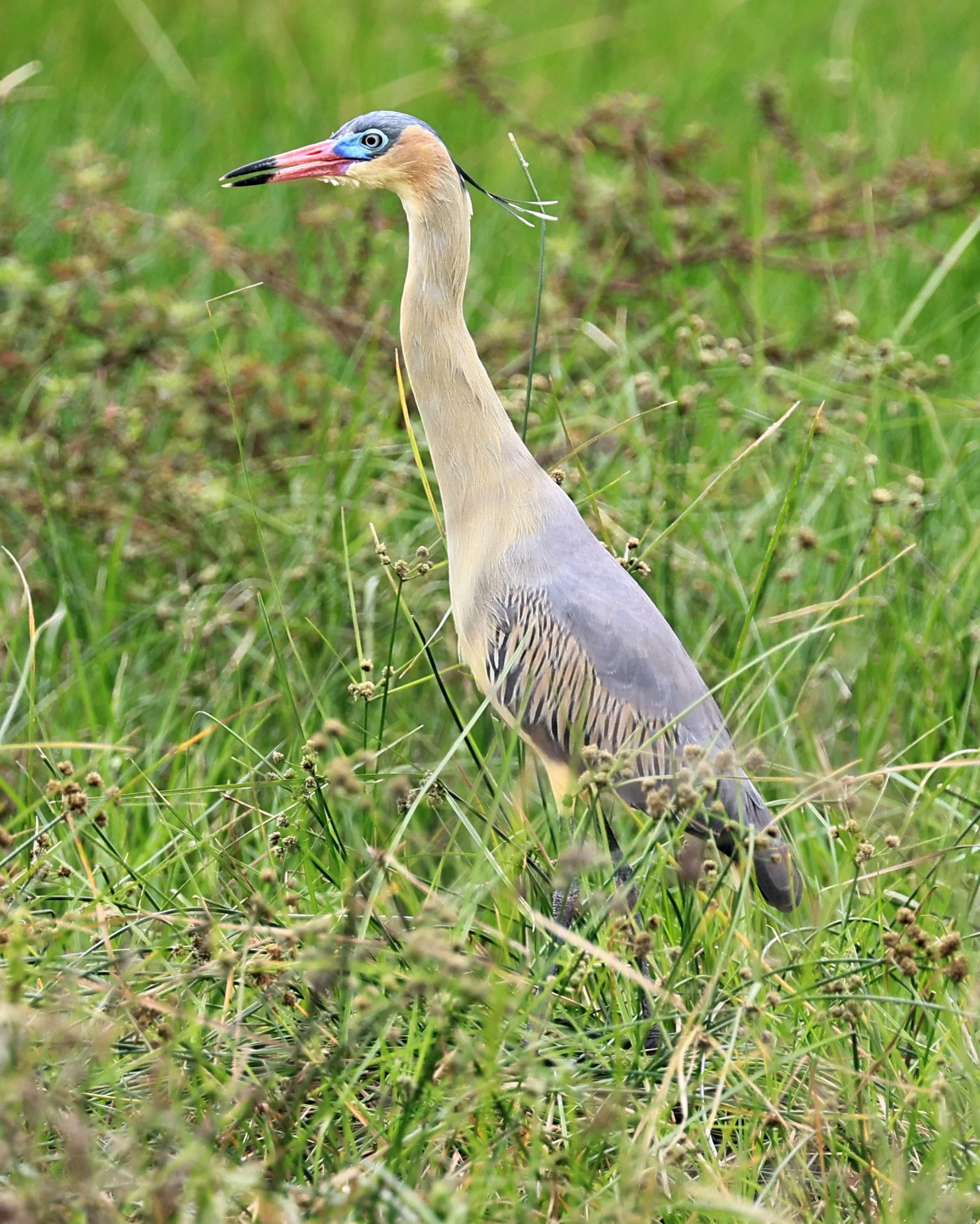 Whistling Heron (Syrigma sibilatrix) Agua Dulce Paraguay (3).jpg