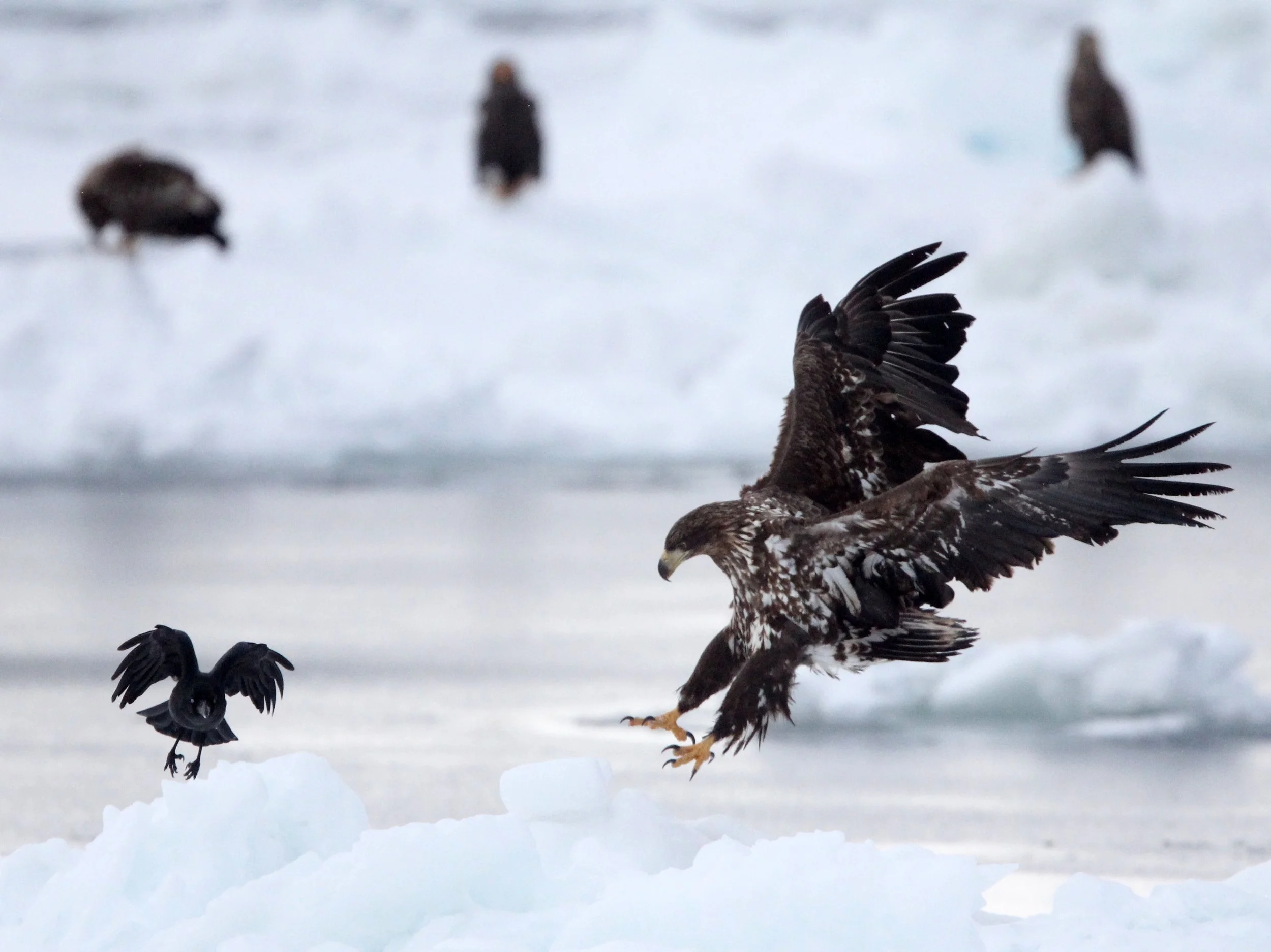 BIRD - EAGLE - WHITE-TAILED EAGLE - RAUSU, SHIRETOKO PENINSULA & NATIONAL PARK - HOKKAIDO JAPAN (127).JPG