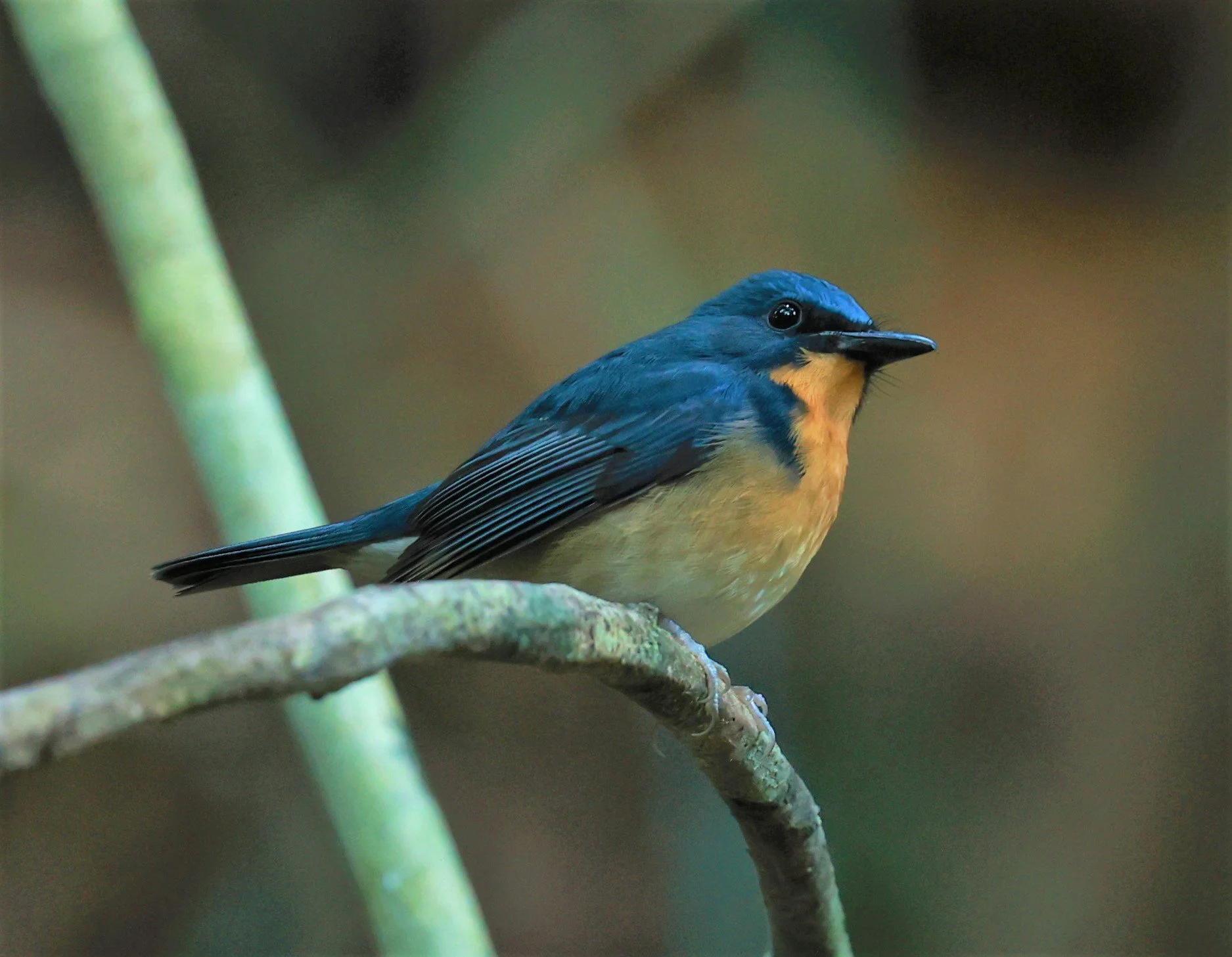 FLYCATCHER - LARGE BLUE FLYCATCHER - Cyornis magnirostris - Si Phang Nga National Park, Thailand Feb 18-19, 2023 (48).jpg