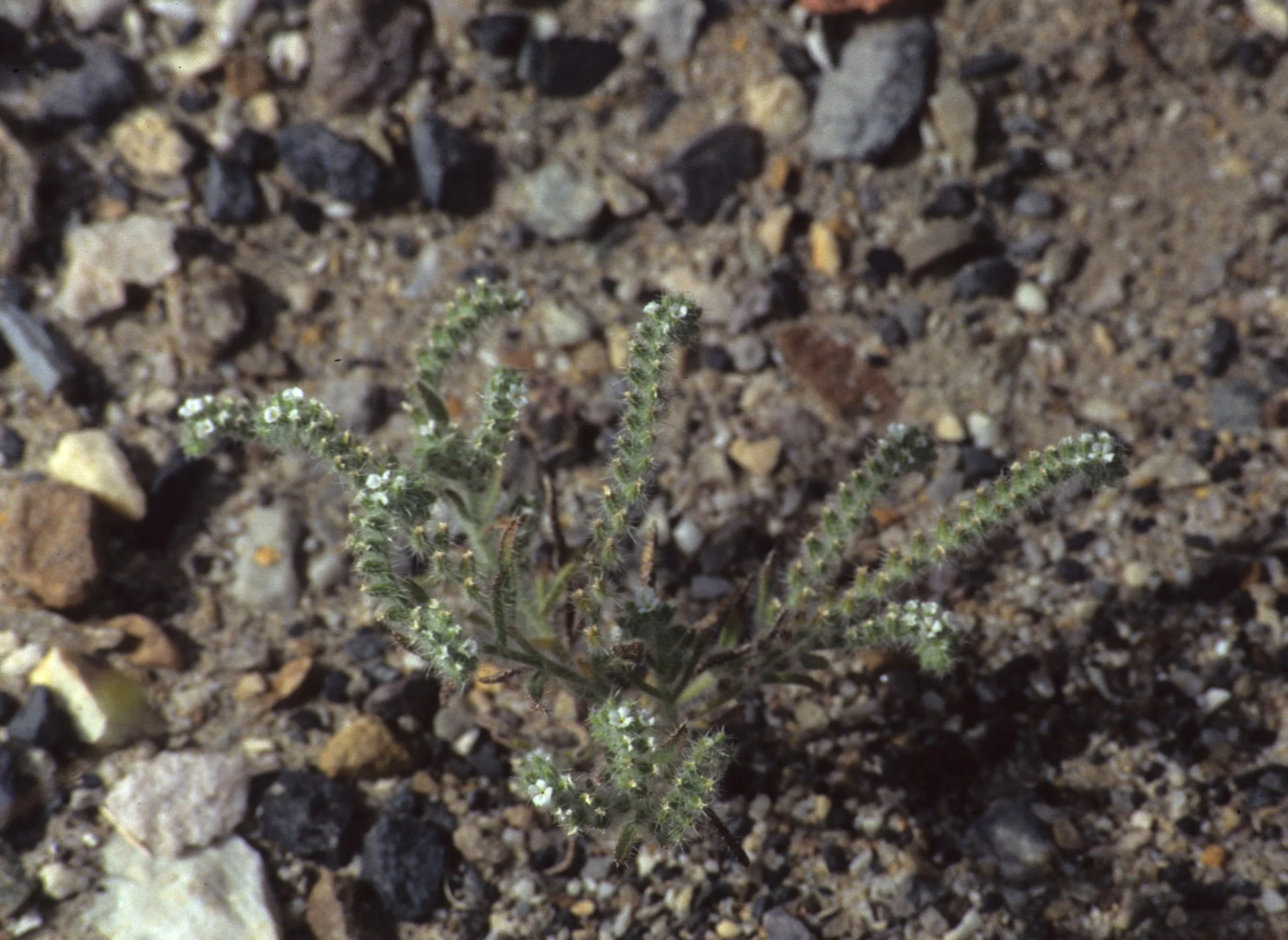 DEATH VALLEY - CRYPTANTHA AUGUSTIFOLIA - SCENTED CRYPTANTHA.jpg