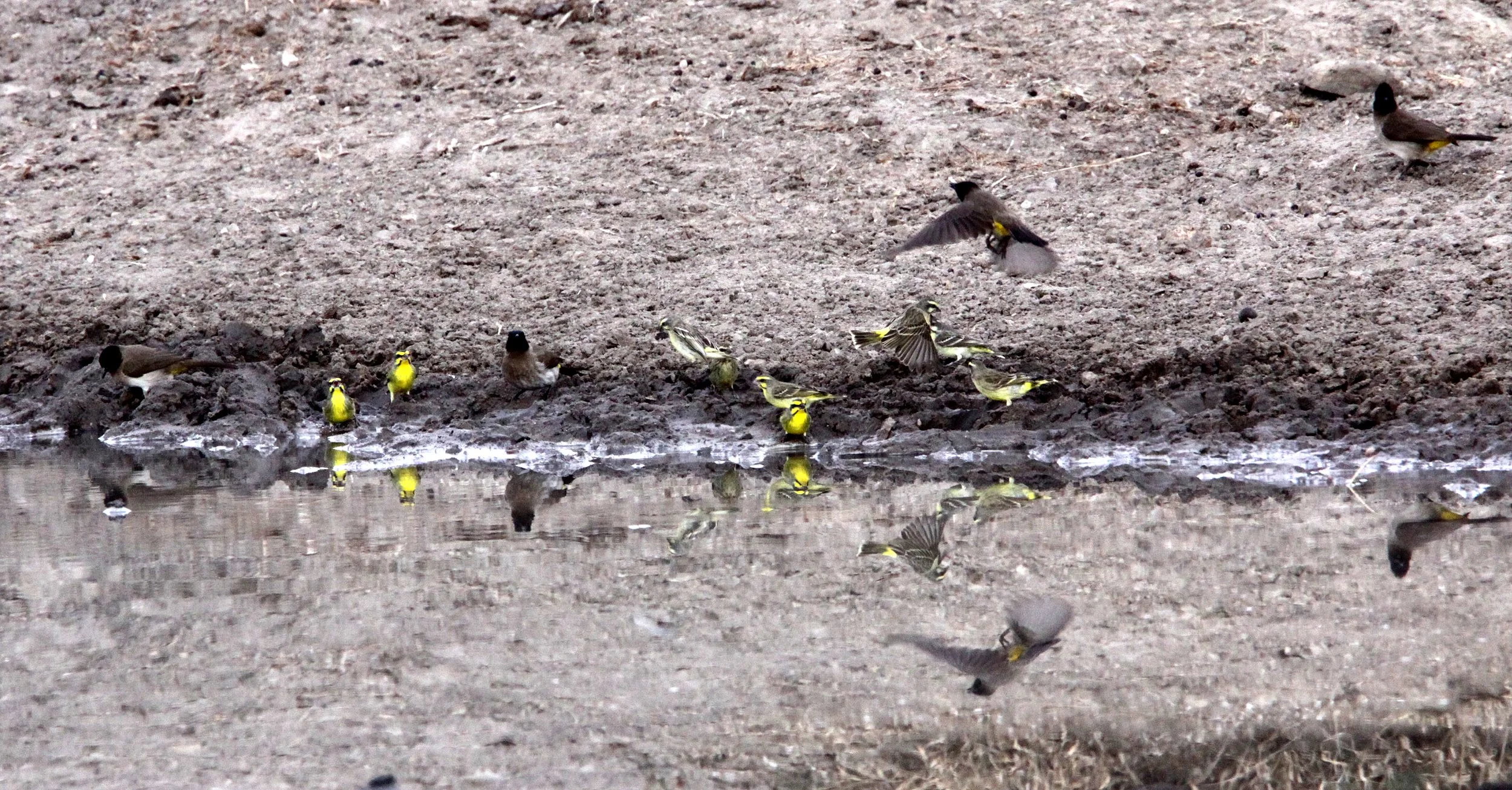 Yellow-fronted Canary (Crithagra mozambica) Imfolozi NP, South Africa (7).JPG