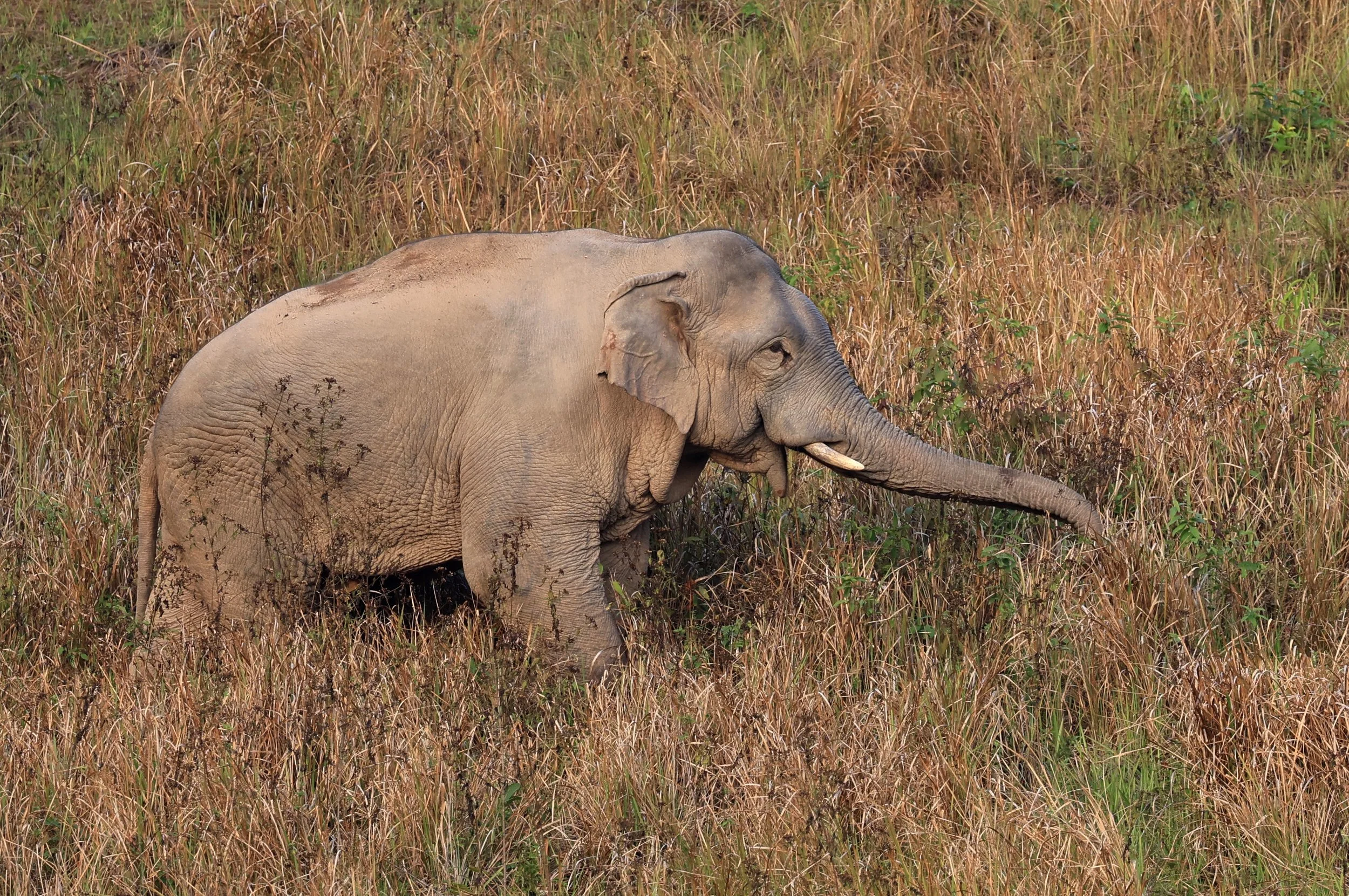 Asian Elephant (Elephas maximus) Khao Yai National Park, Thailand (114).jpg