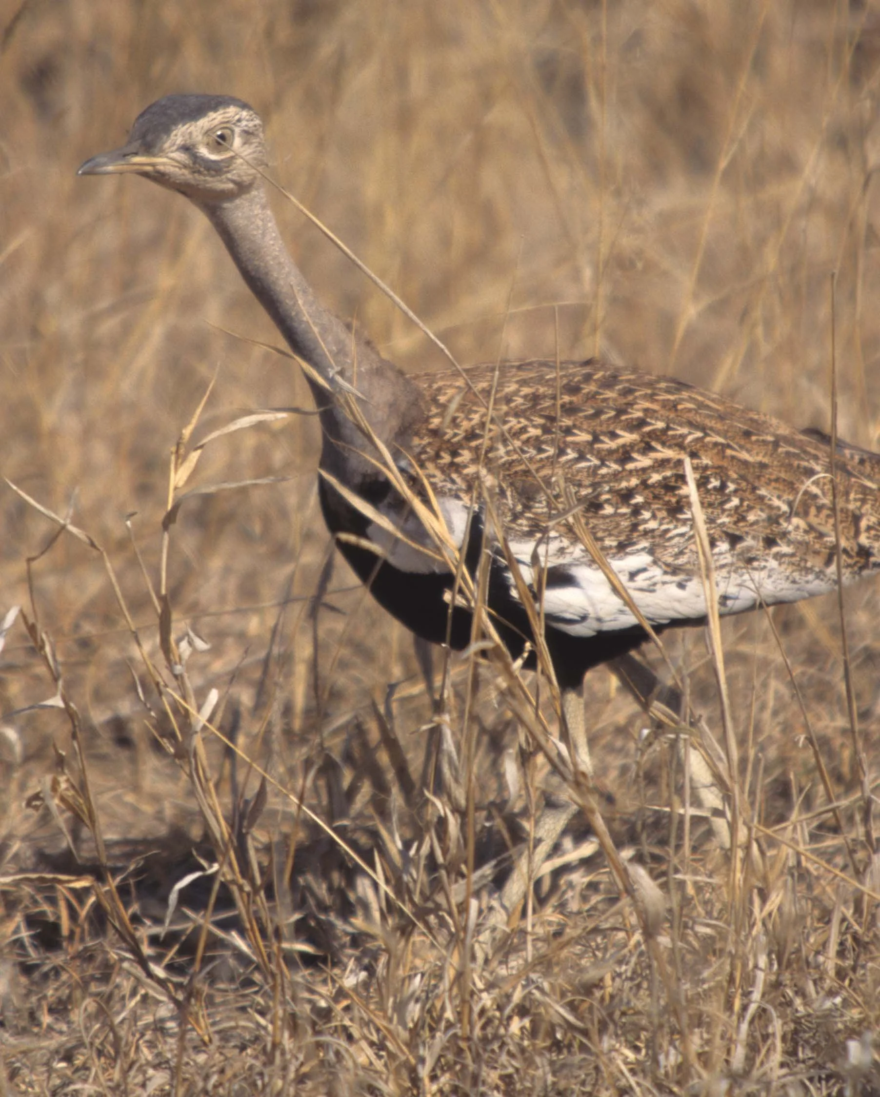 BIRDS - KOORHAN - BLACK BELLIED- KRUGER.jpg