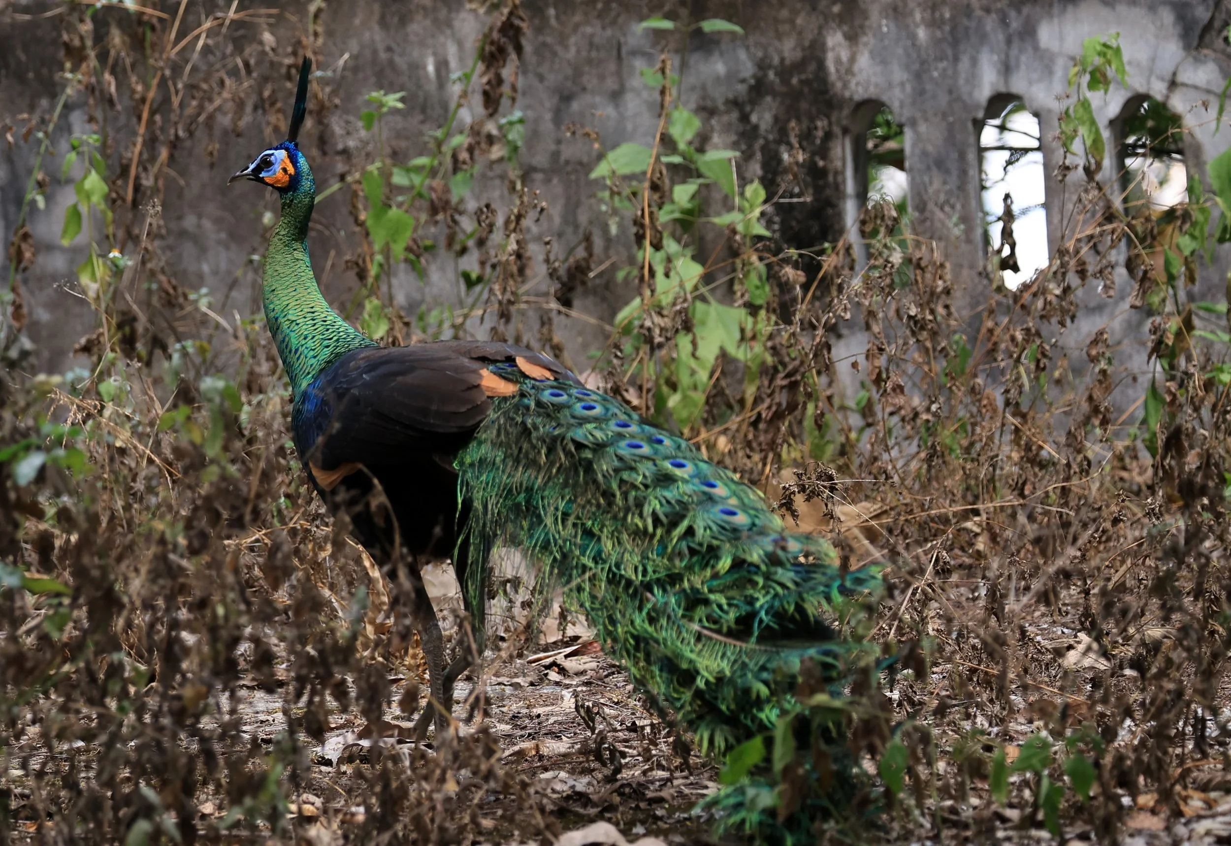 Green Peafowl (Pavo muticus) Doi Butsarakham Phayao Province (10).jpg