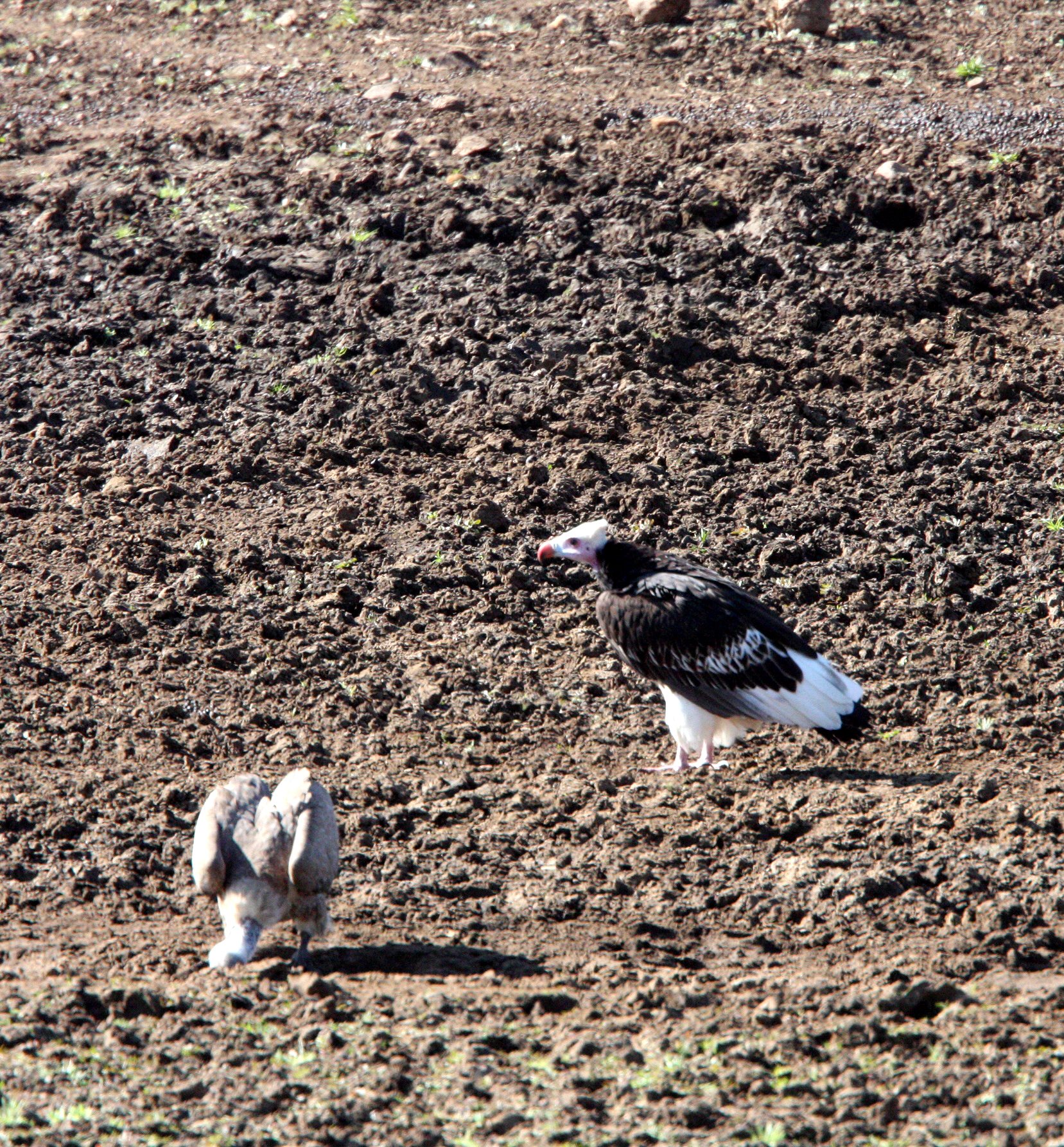 Gyps africanus - WHITE-BACKED VULTURE AND WHITE-HEADED VULTURE - Trigonoceps occipitalis - KRUGER NATIONAL PARK SOUTH AFRICA (1).JPG