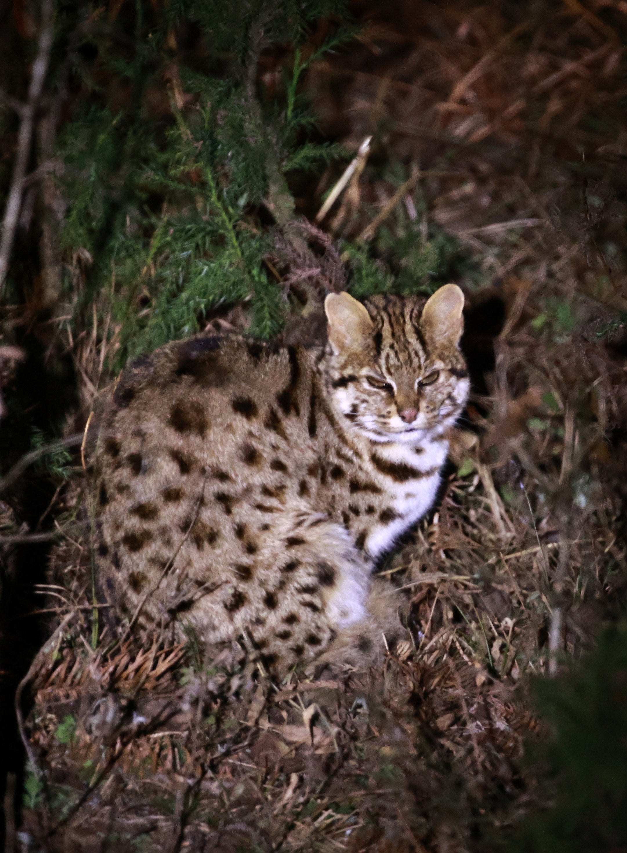 Mainland Leopard Cat (Prionailurus bengalensis) Tangjiahe National Nature Reserve, Sichuan China (4).jpg