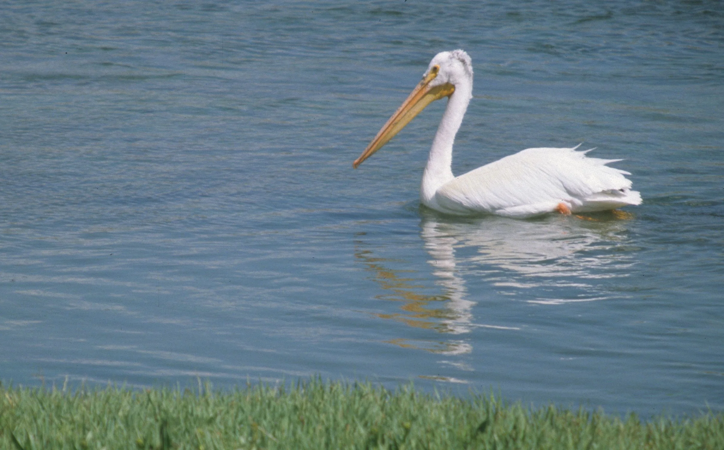 Pelecanus erythrorhynchos - AMERICAN WHITE PELICAN - WYOMING (3).jpg