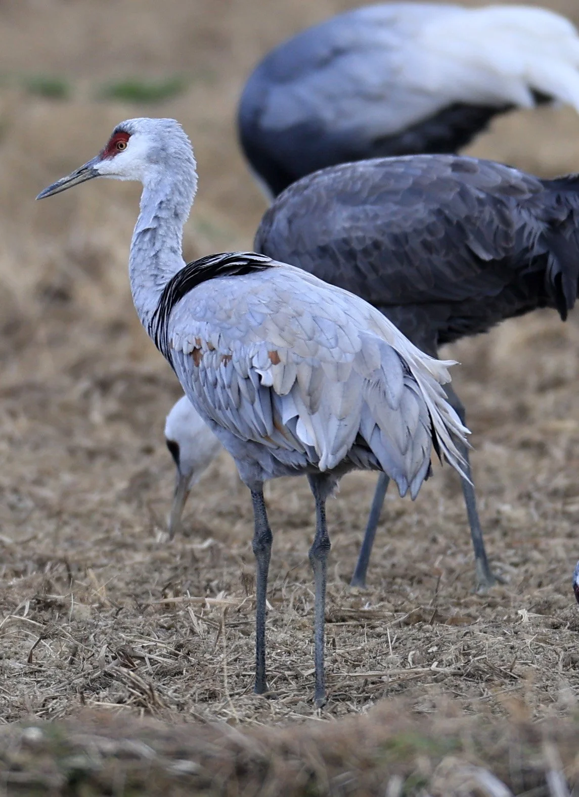 Sandhill Crane (Antigone canadensis) Izumi Crane Park & Center, Izumi Kagoshima Kyushu Japan (56).jpg