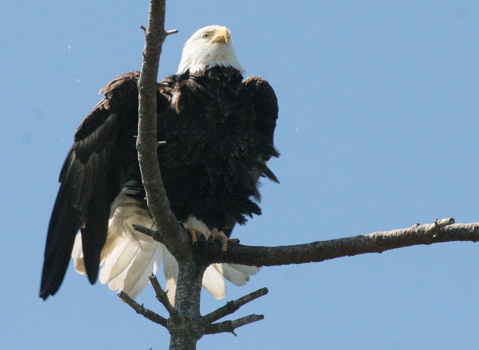 Haliaeetus leucocephalus - AMERICAN BALD EAGLE - CLINE SPIT OVERLOOK SEQUIM WA (38).JPG