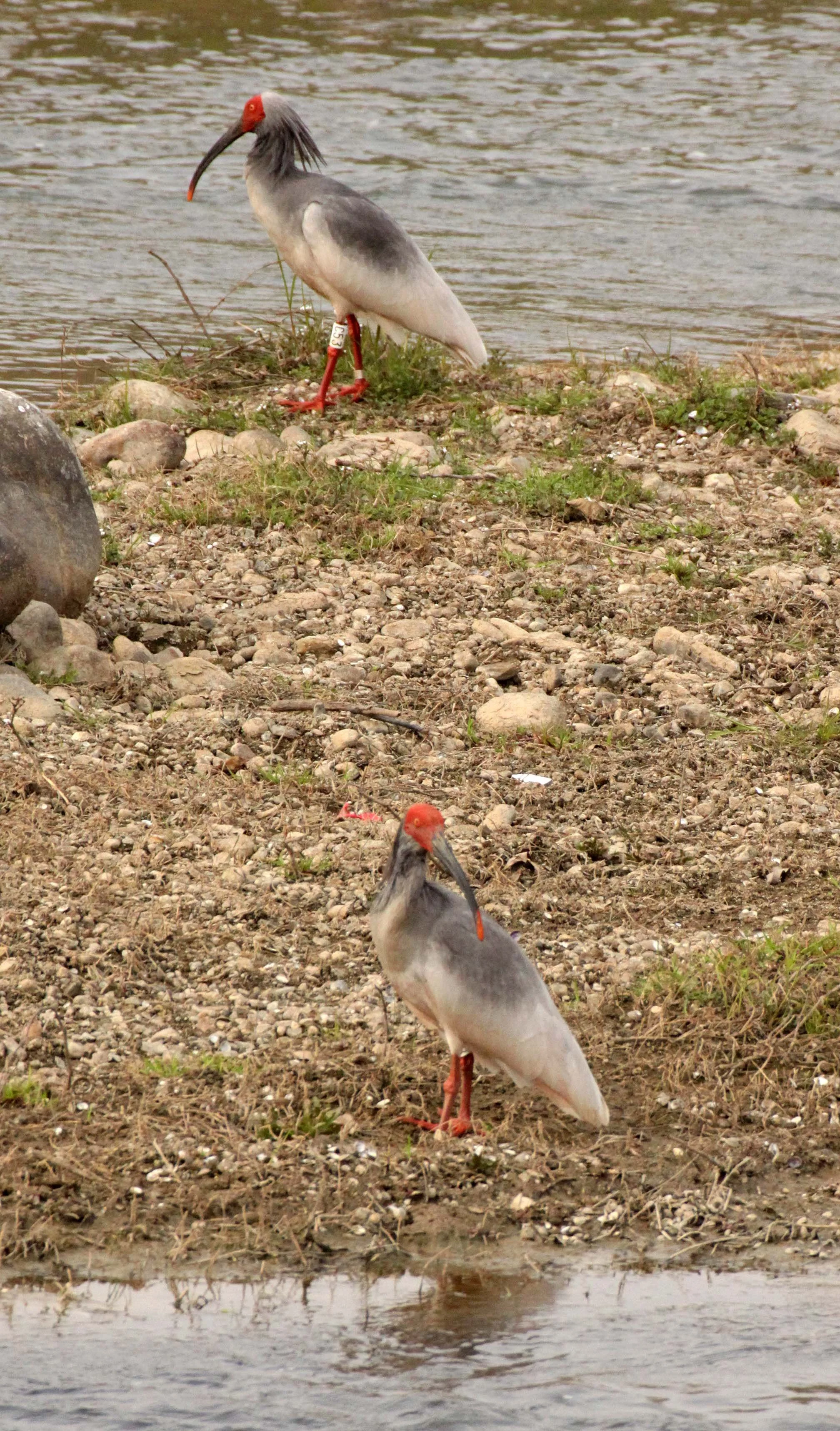 IBIS - CRESTED IBIS - Nipponia nippon - YANG COUNTY SHAANXI PROVINCE CHINA (27).JPG