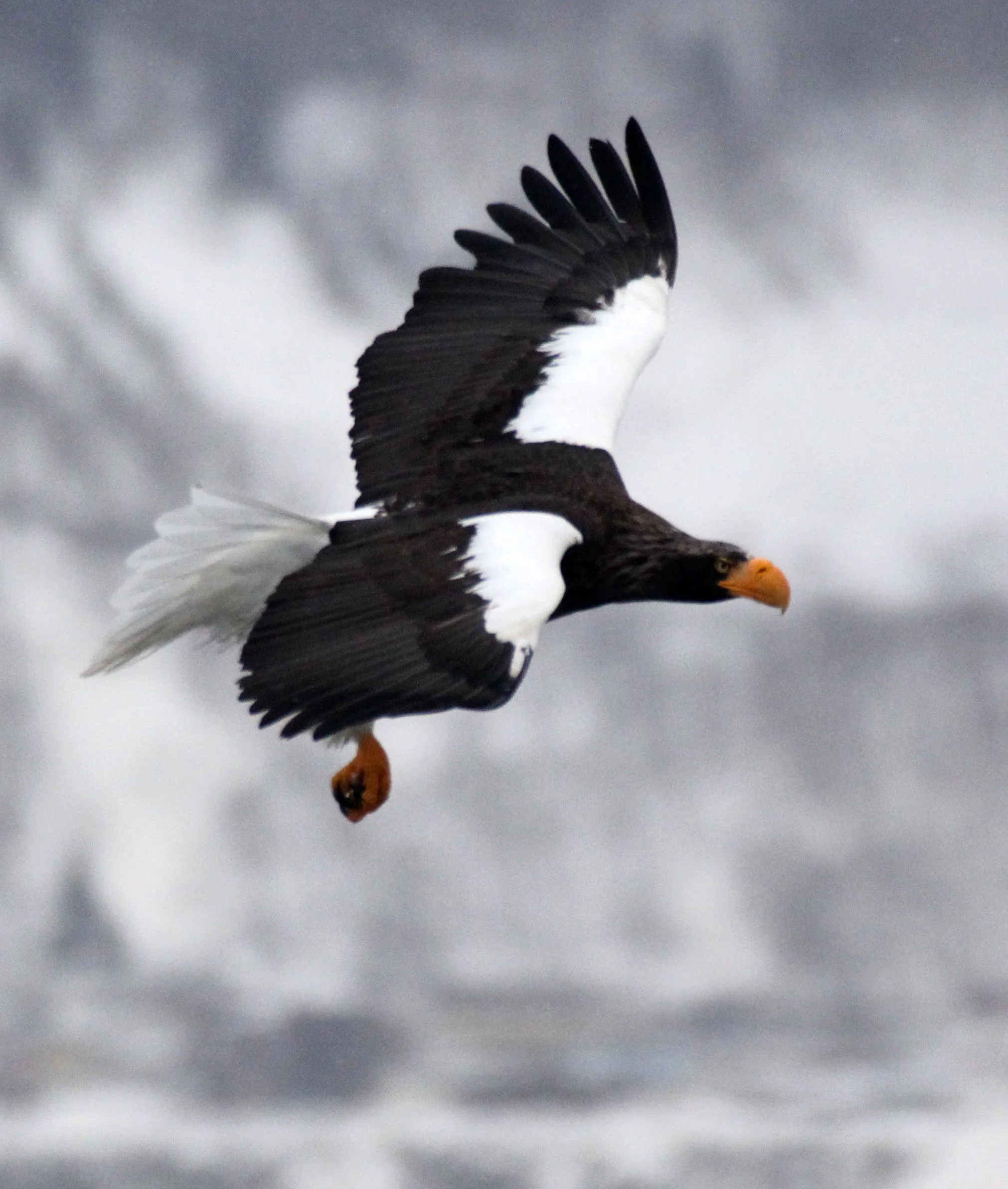 BIRD - EAGLE - STELLER'S SEA EAGLE - RAUSU, SHIRETOKO PENINSULA & NATIONAL PARK - HOKKAIDO JAPAN (15).JPG