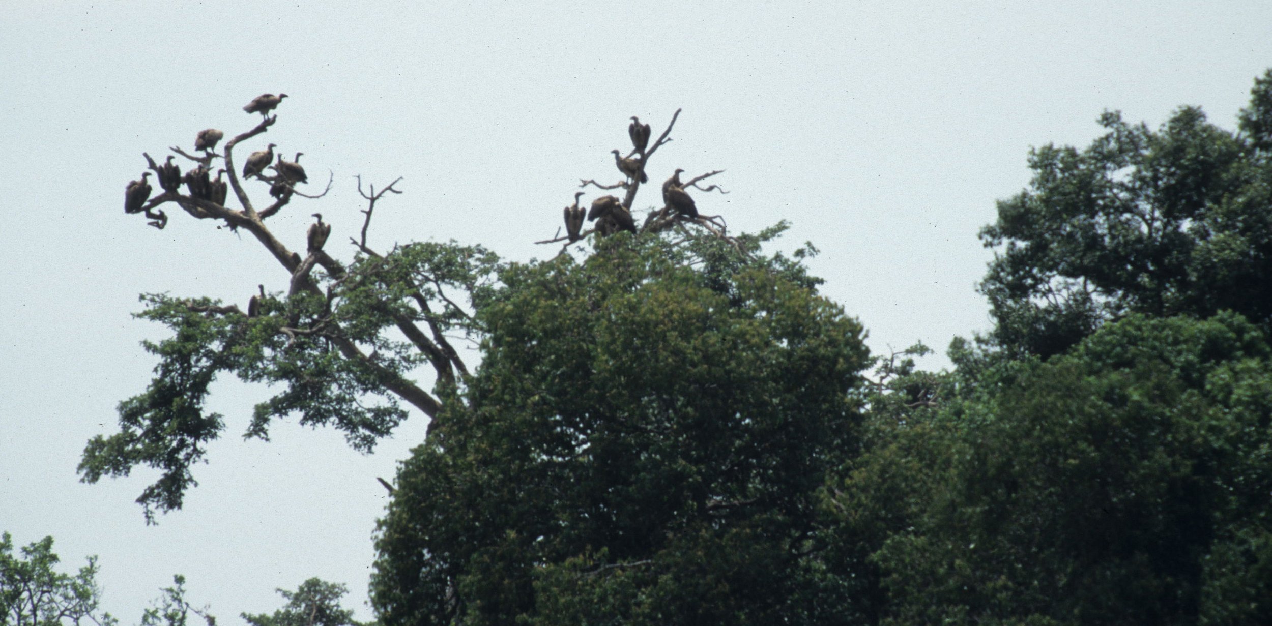 BIRDS - VULTURE - VARIOUS SPECIES  SERENGETI.jpg