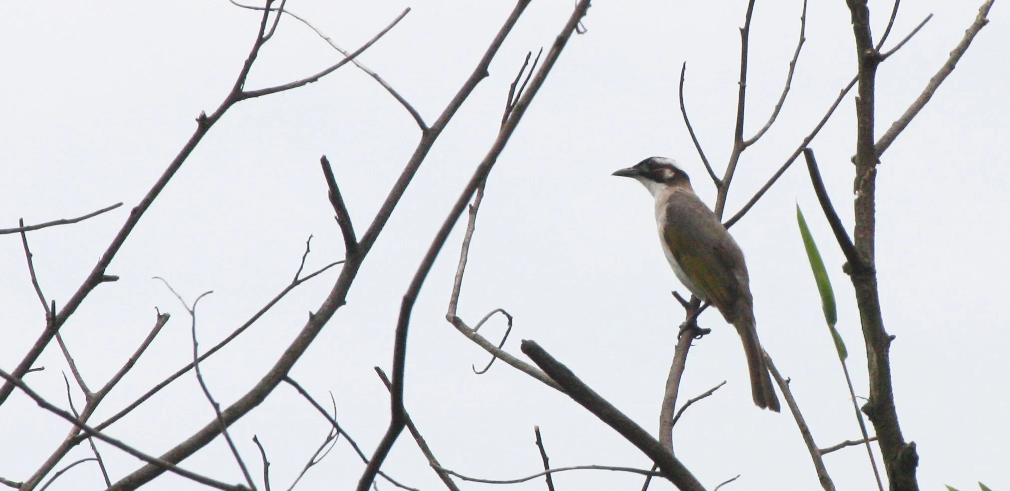 Styan's Bulbul (Pycnonotus taivanus) Taipei China (13).JPG