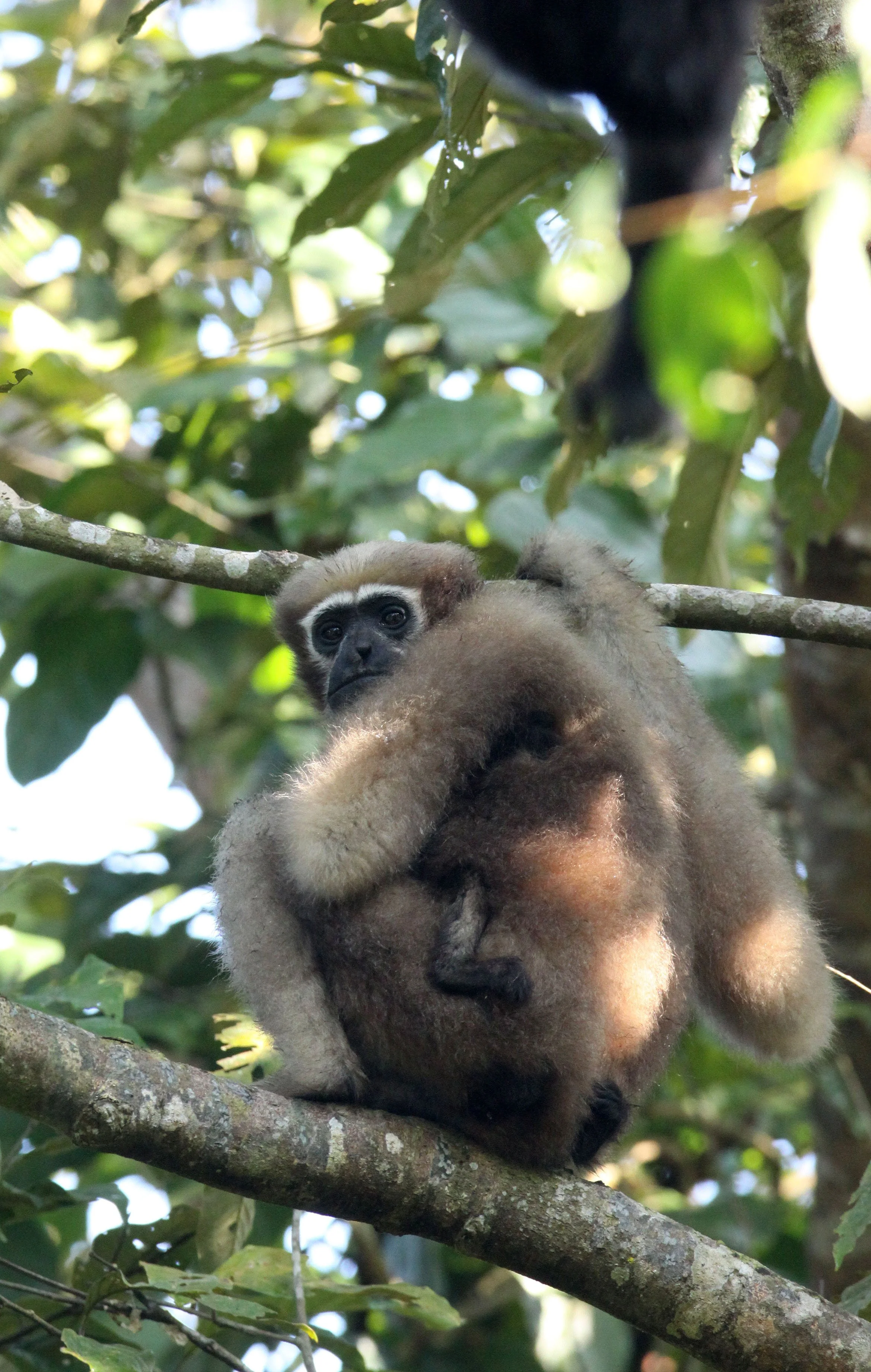 HYLOBATIDAE - Hoolock hoolock - WESTERN HOOLOCK'S GIBBON - WILD GIBBON SANCTUARY ASSAM INDIA (224).JPG