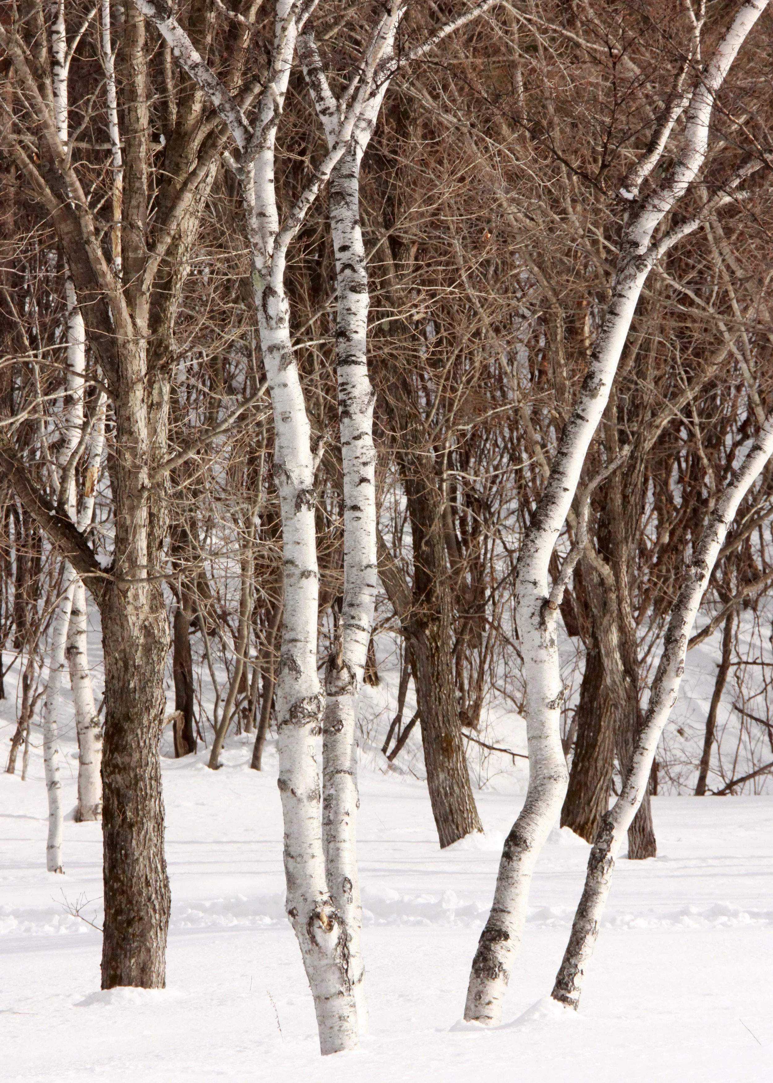 MOUNT ASAMA - JOSHIN'ETSUKOGEN NATIONAL PARK JAPAN (44).JPG