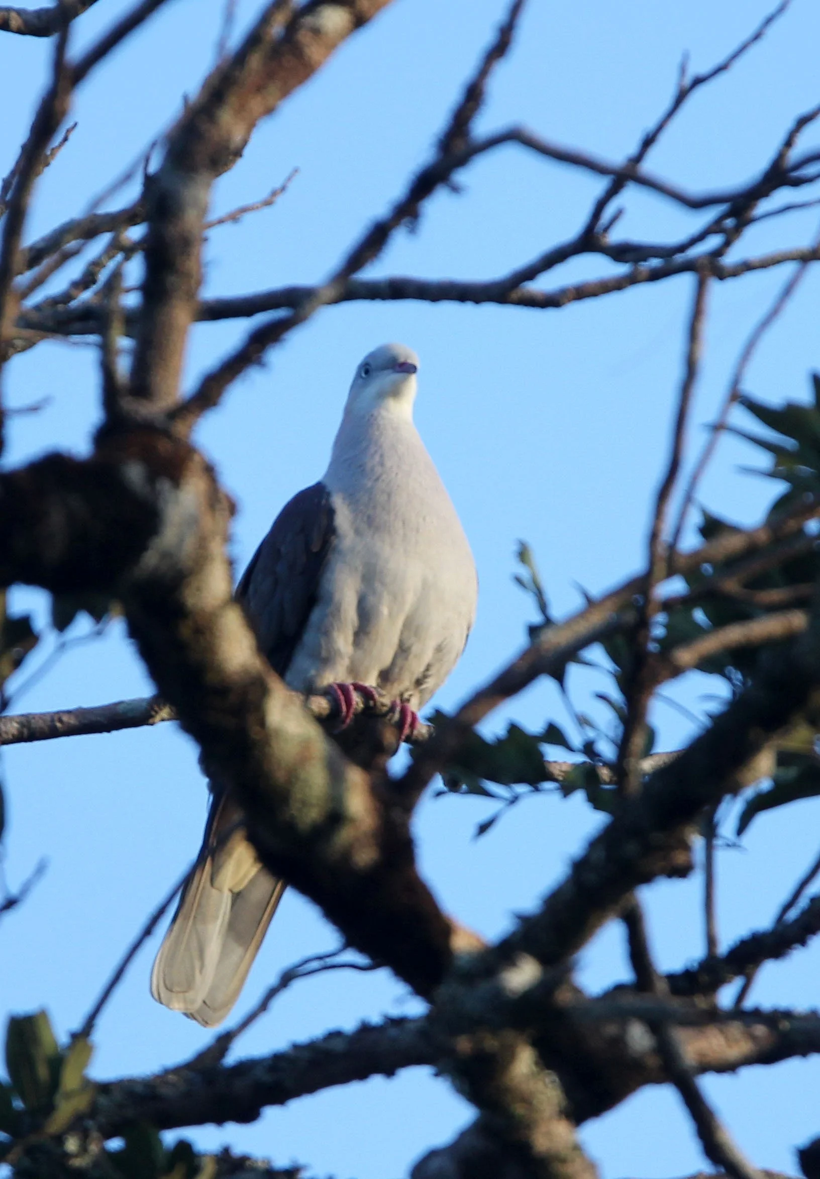 Mountain Imperial-Pigeon (Ducula badia) Kaeng Krachan NP Thailand (14).JPG