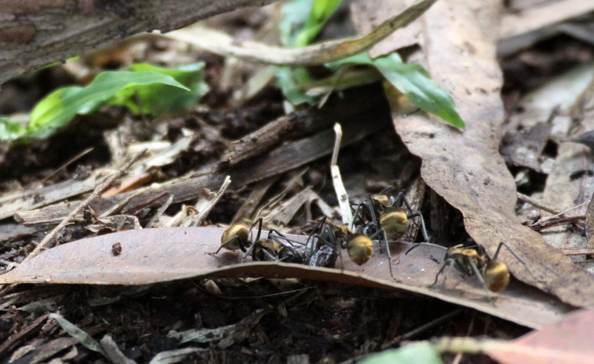 KIBALE NATIONAL PARK UGANDA BIGODI SWAMP (11).JPG